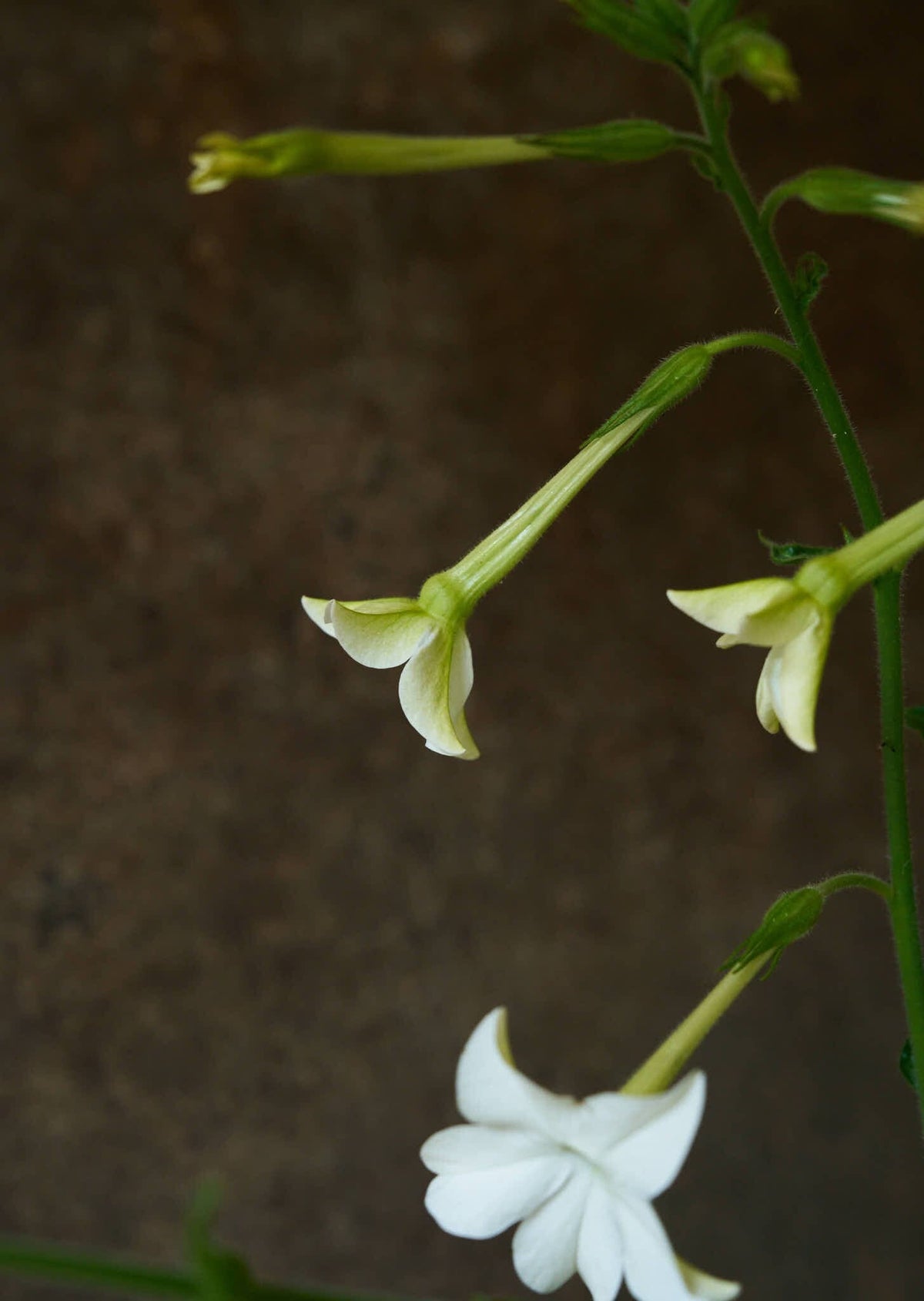 Prydtobak 'White' Seed 