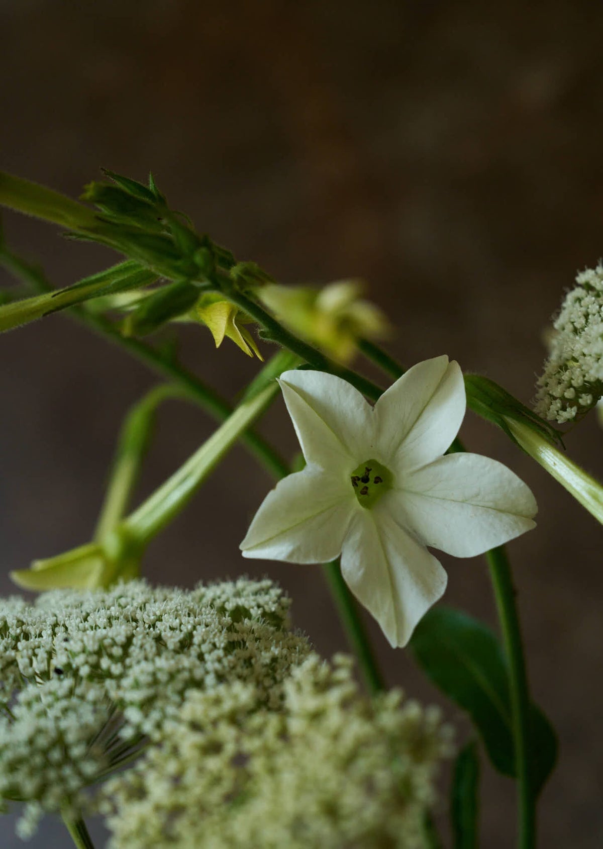 Prydtobak 'White' Seed 
