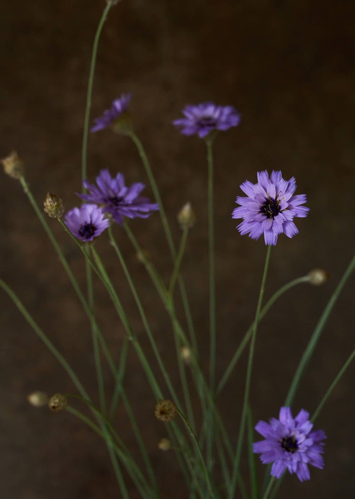Rasleblomst 'Amor Blue' Seed 