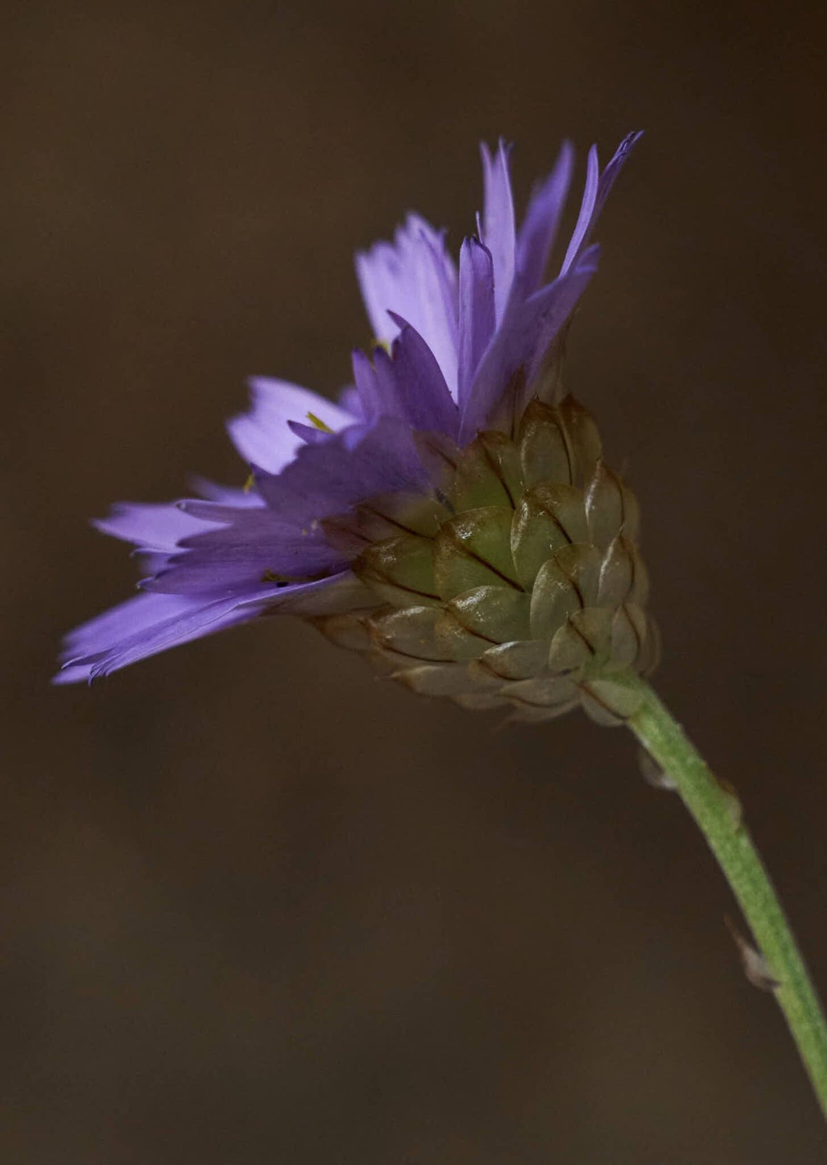 Rasleblomst 'Amor Blue' Seed 