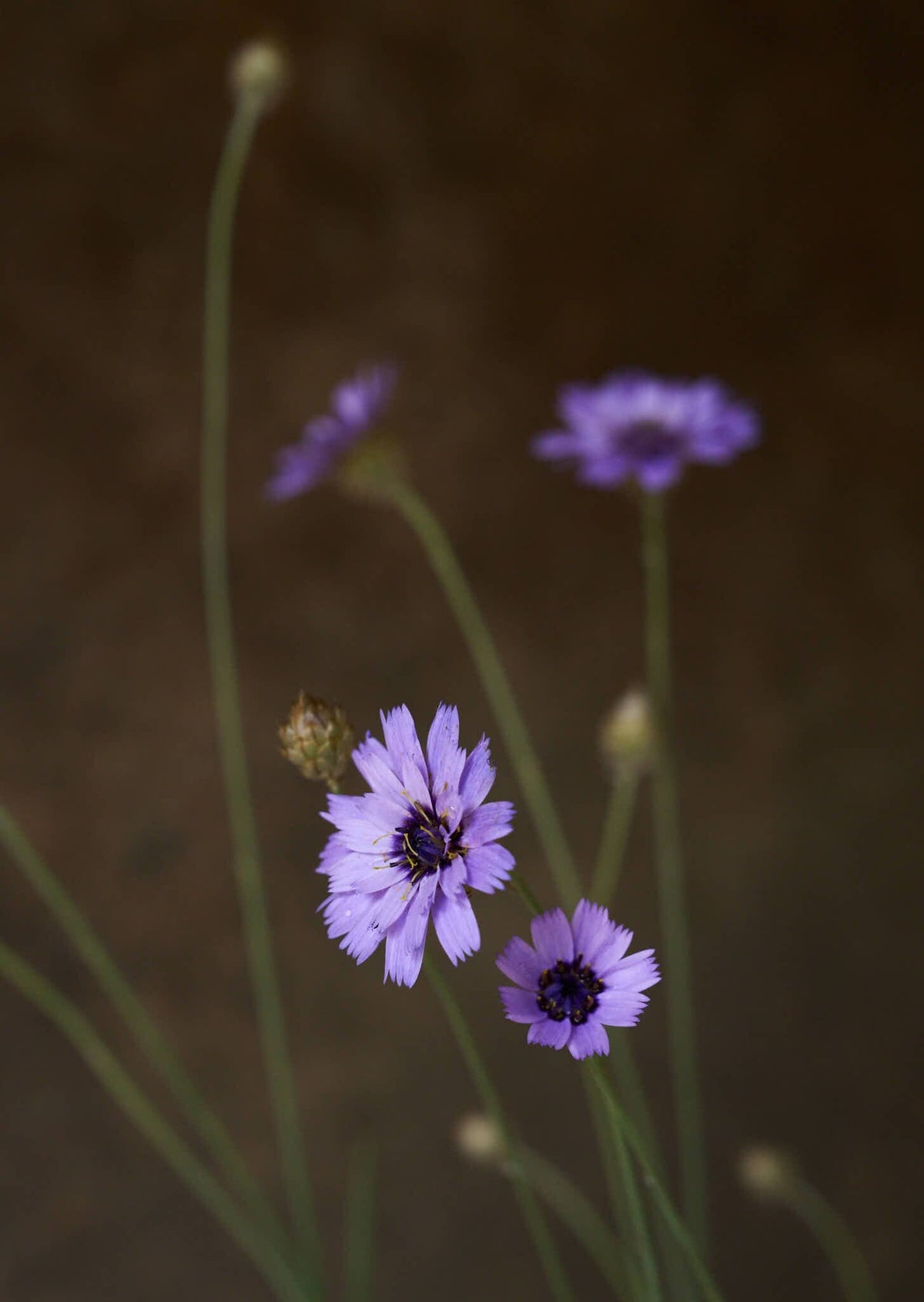 Rasleblomst 'Amor Blue' Seed 