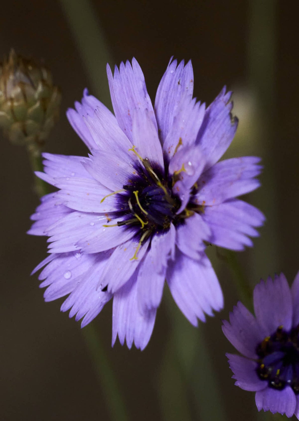 Rasleblomst 'Amor Blue' Seed 