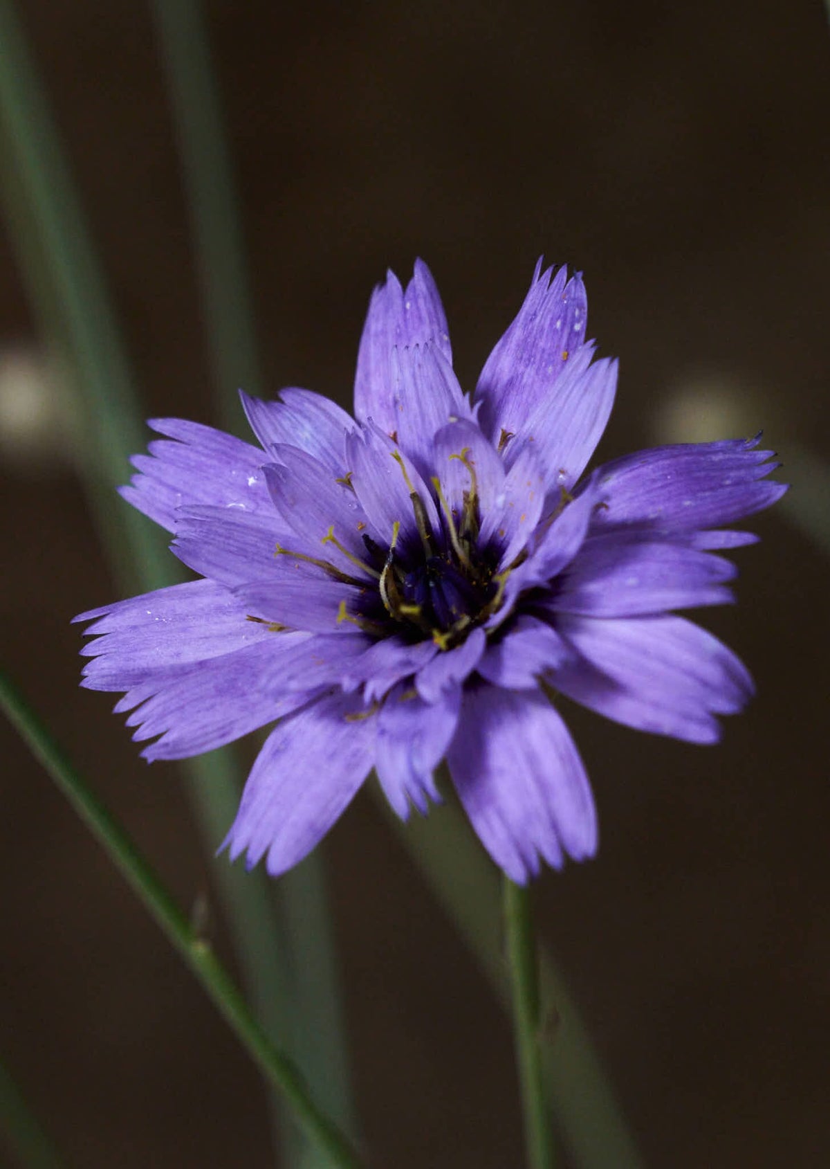 Rasleblomst 'Amor Blue' Seed 