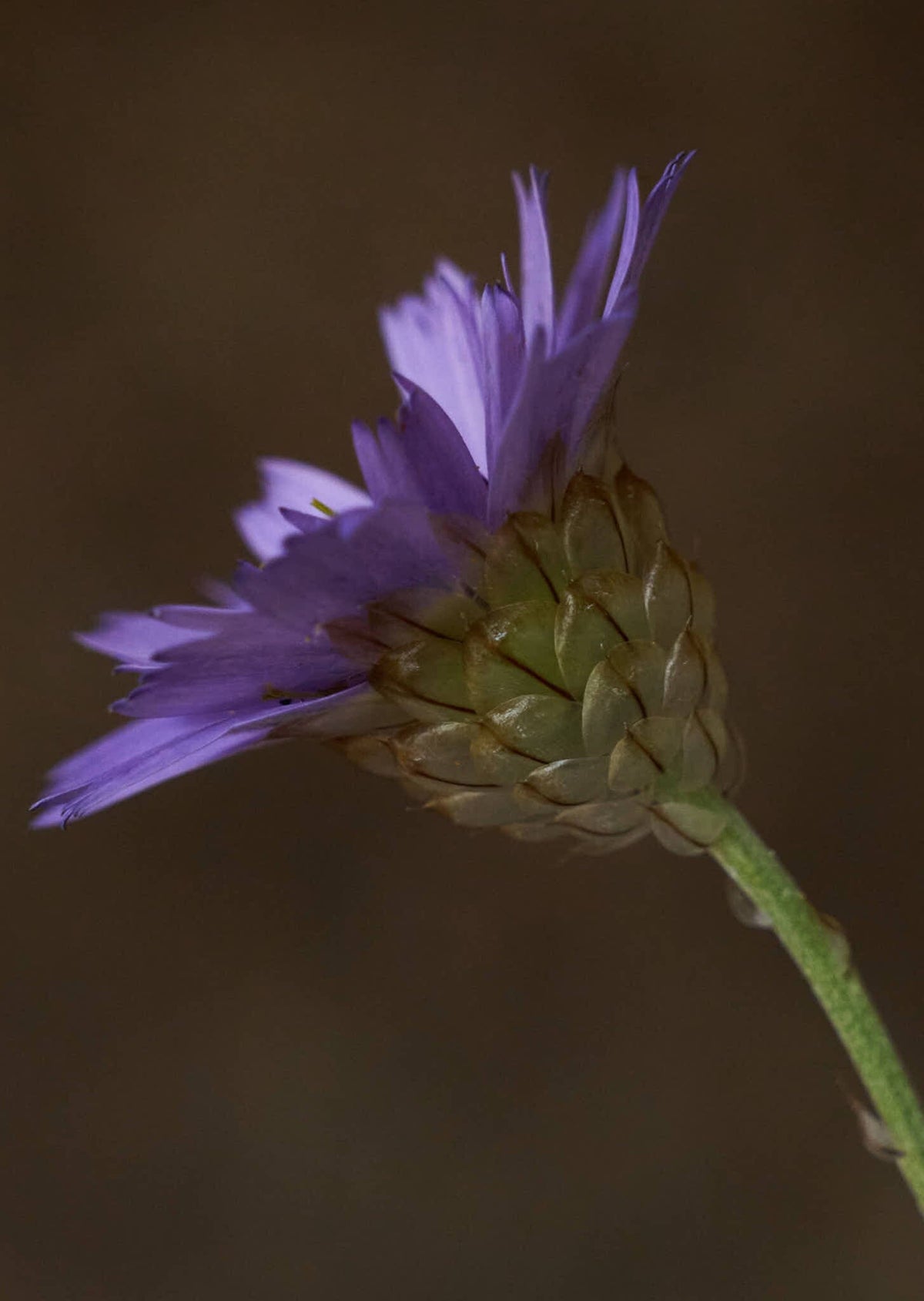 Rasleblomst 'Amor Blue' Seed 