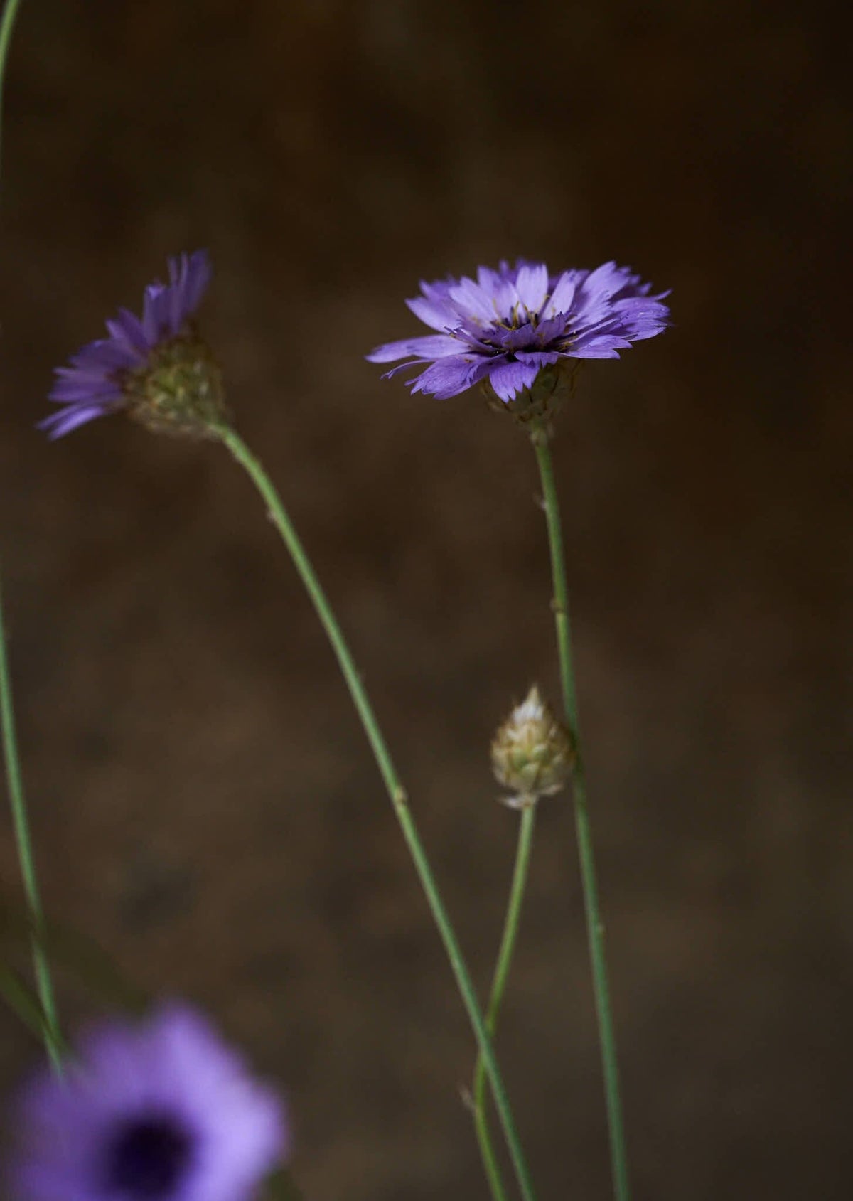 Rasleblomst 'Amor Blue' Seed 