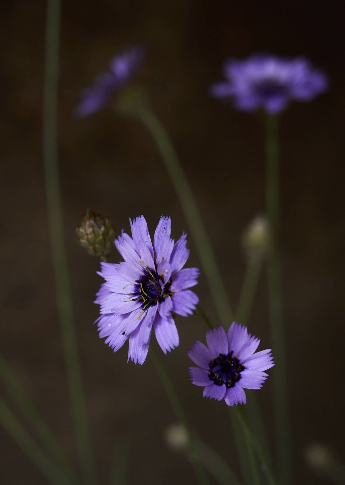 Rasleblomst 'Amor Blue' Seed 