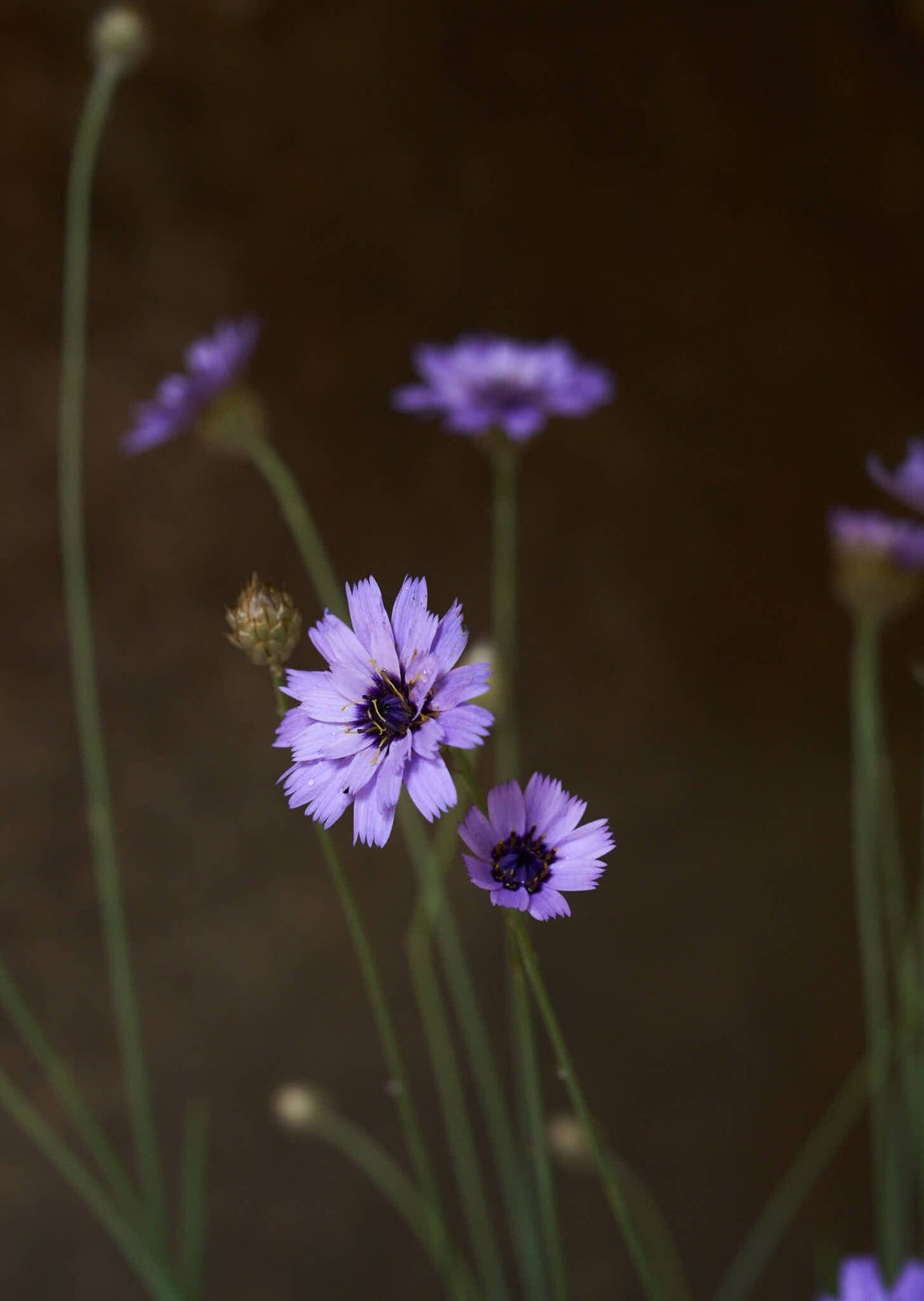 Rasleblomst 'Amor Blue' Seed 