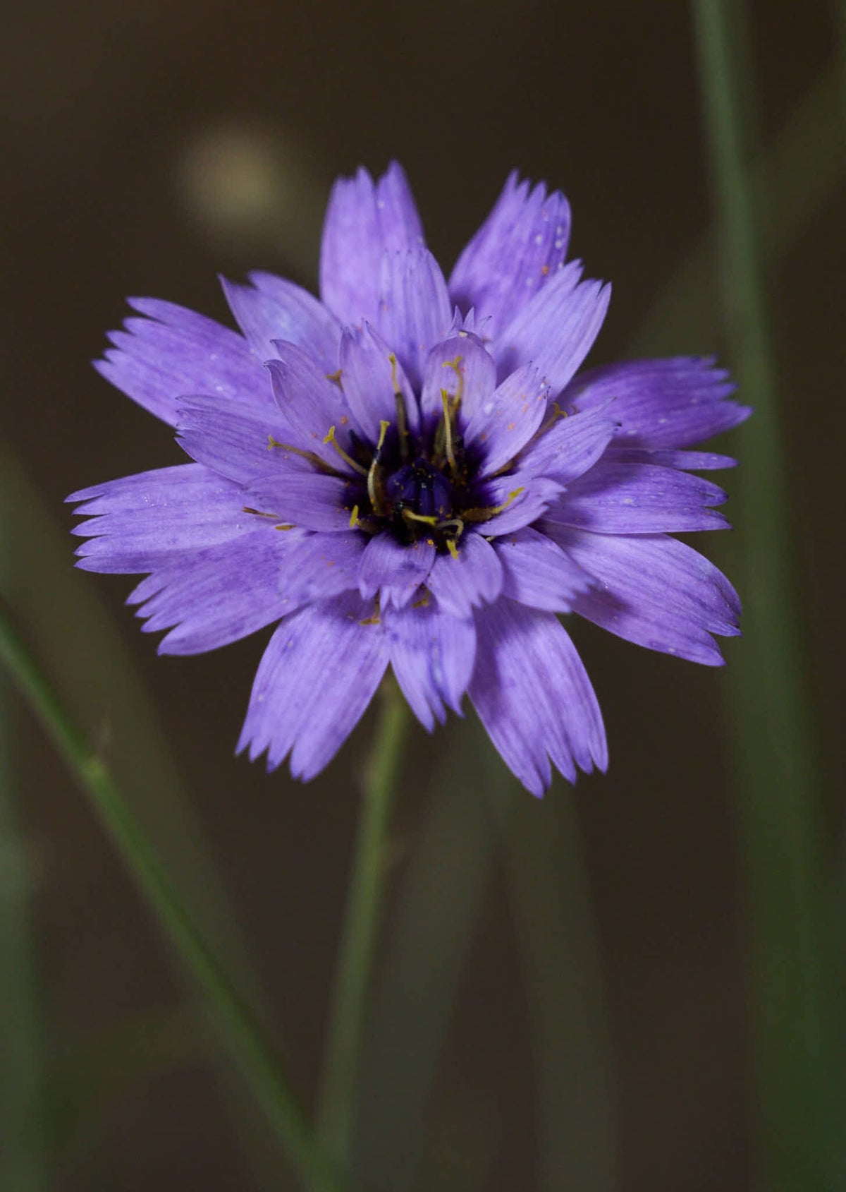 Rasleblomst 'Amor Blue' Seed 
