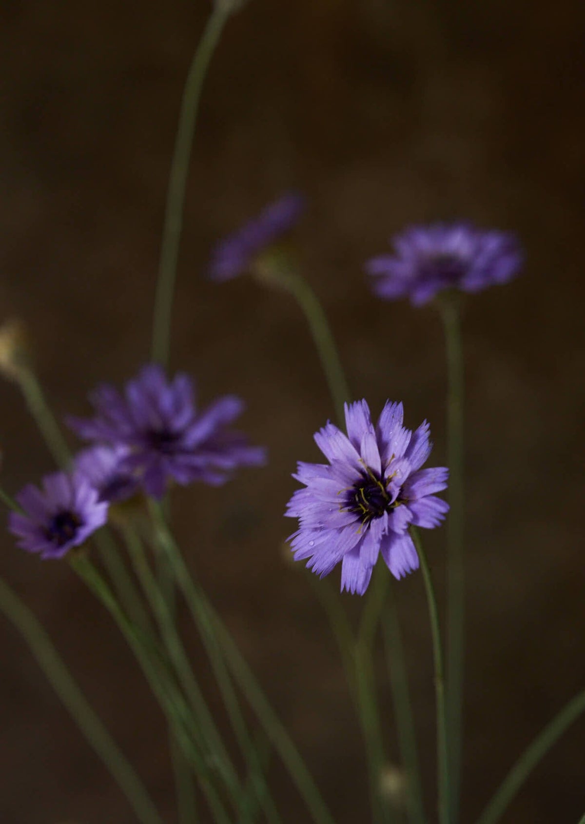 Rasleblomst 'Amor Blue' Seed 