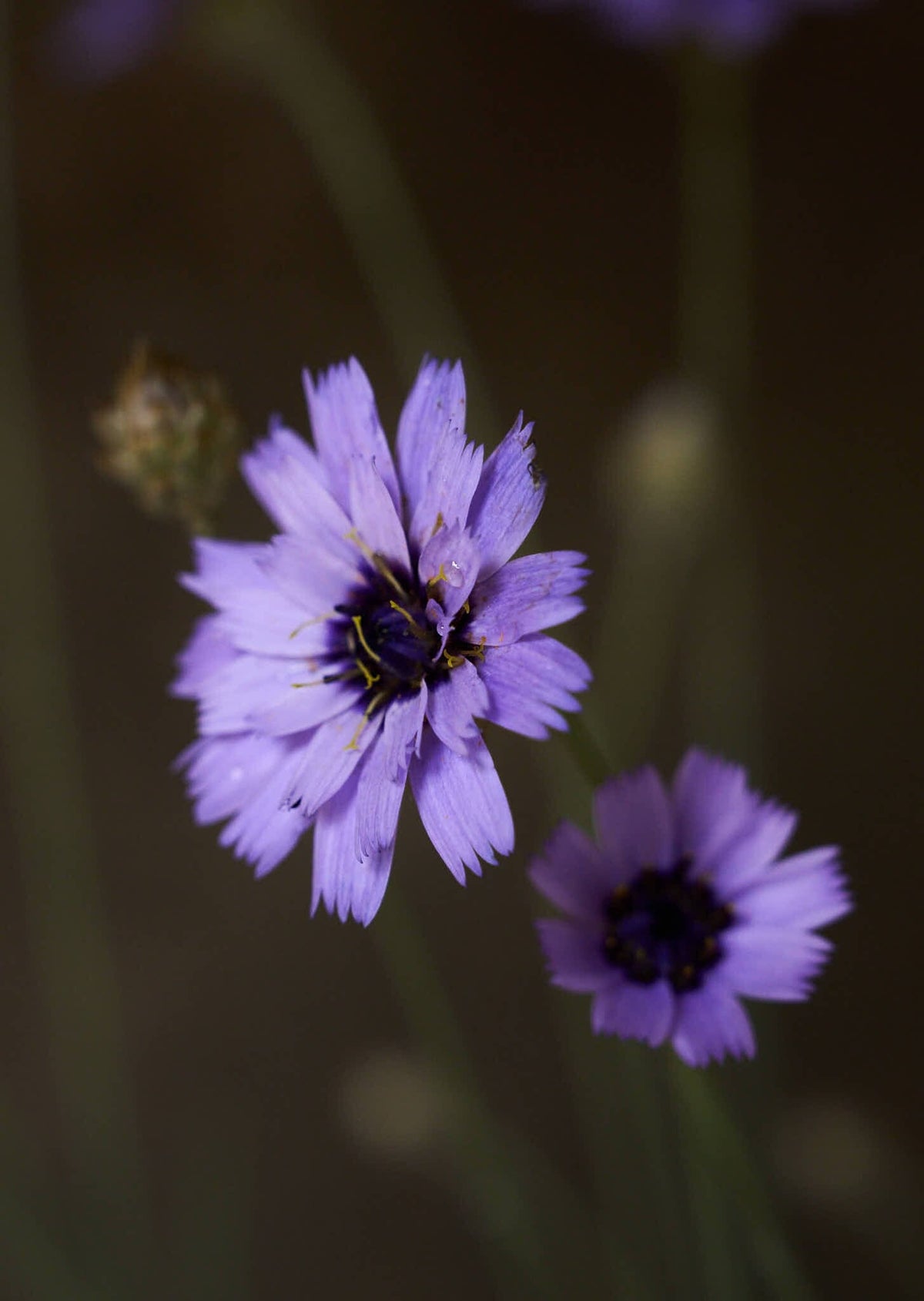 Rasleblomst 'Amor Blue' Seed 