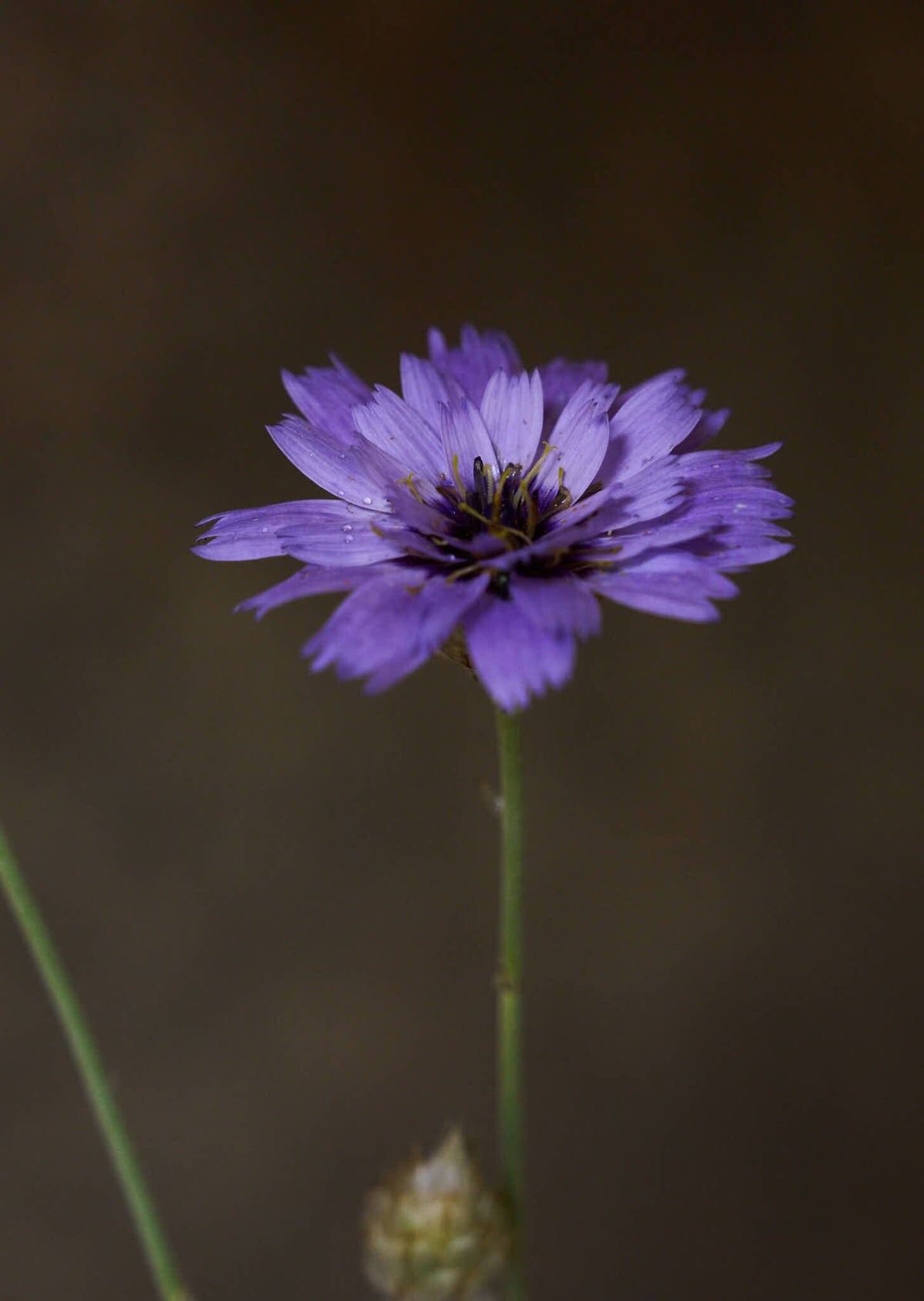 Rasleblomst 'Amor Blue' Seed 