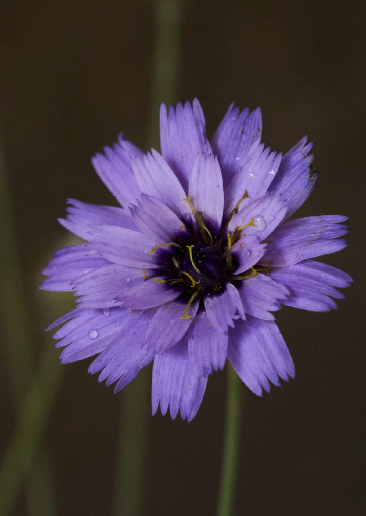 Rasleblomst 'Amor Blue' Seed 