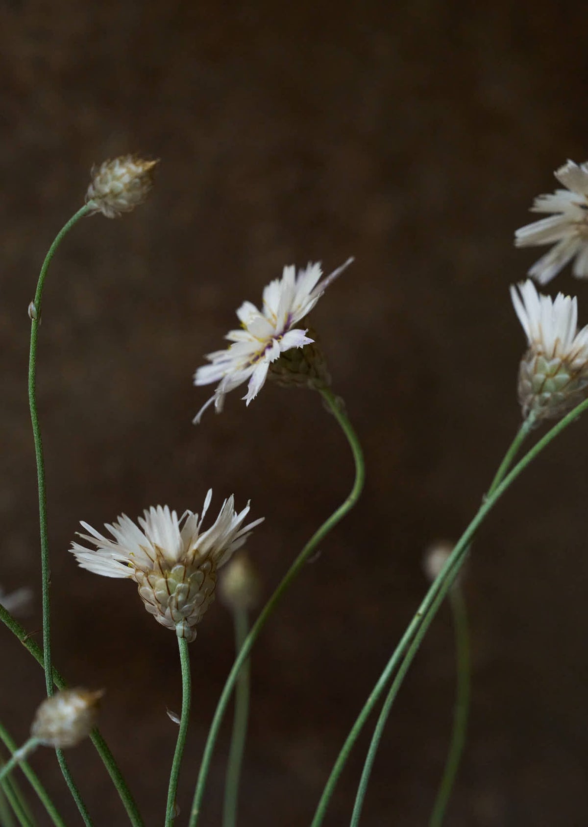 Rasleblomst 'Amor White' Seed 