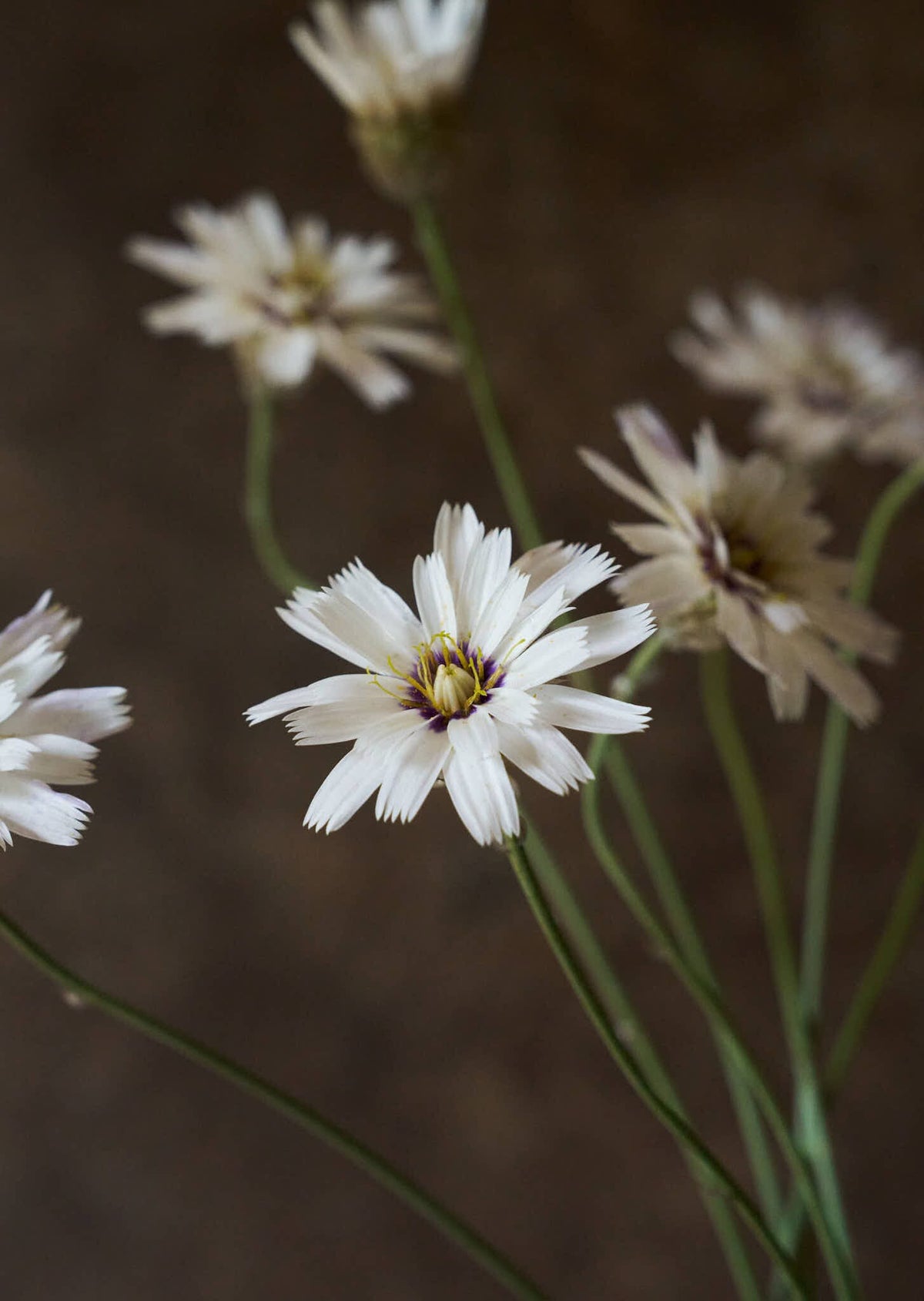 Rasleblomst 'Amor White' Seed 
