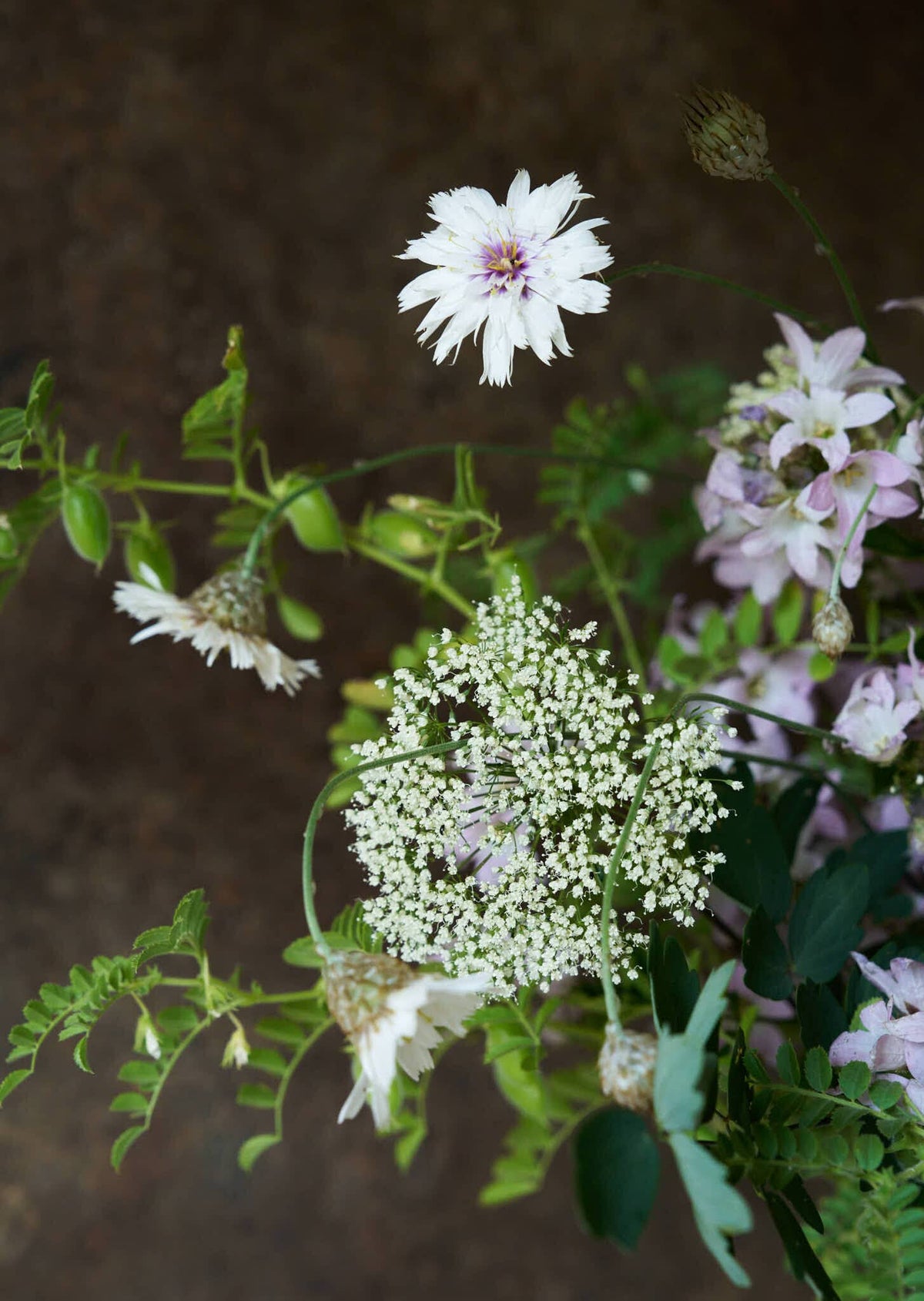 Rasleblomst 'Amor White' Seed 
