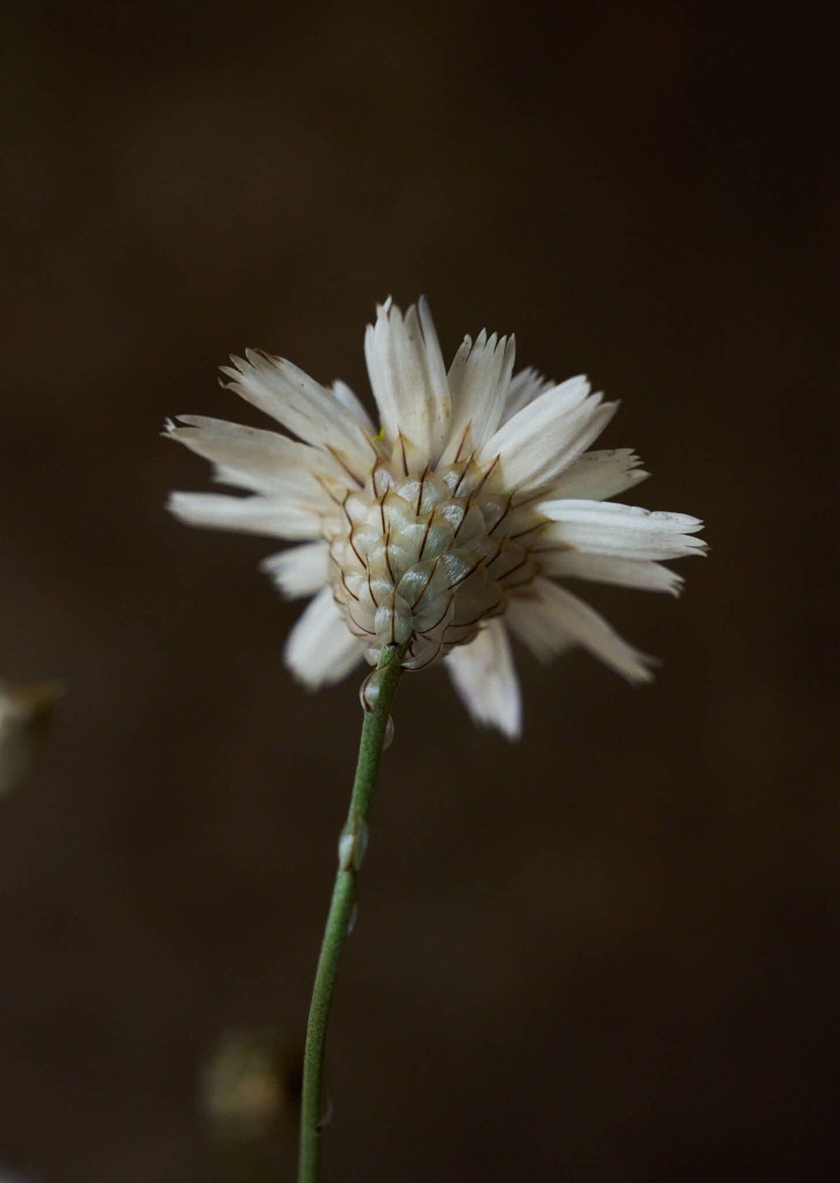 Rasleblomst 'Amor White' Seed 