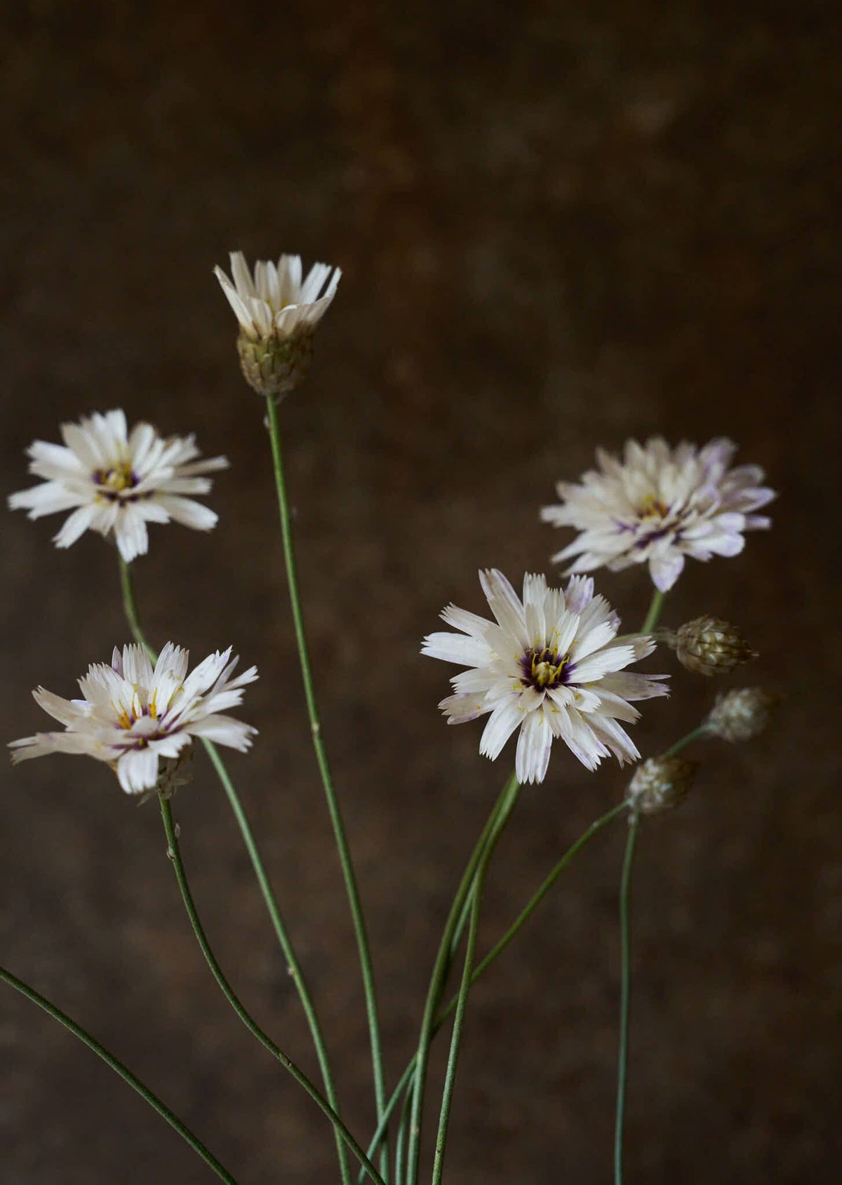 Rasleblomst 'Amor White' Seed 