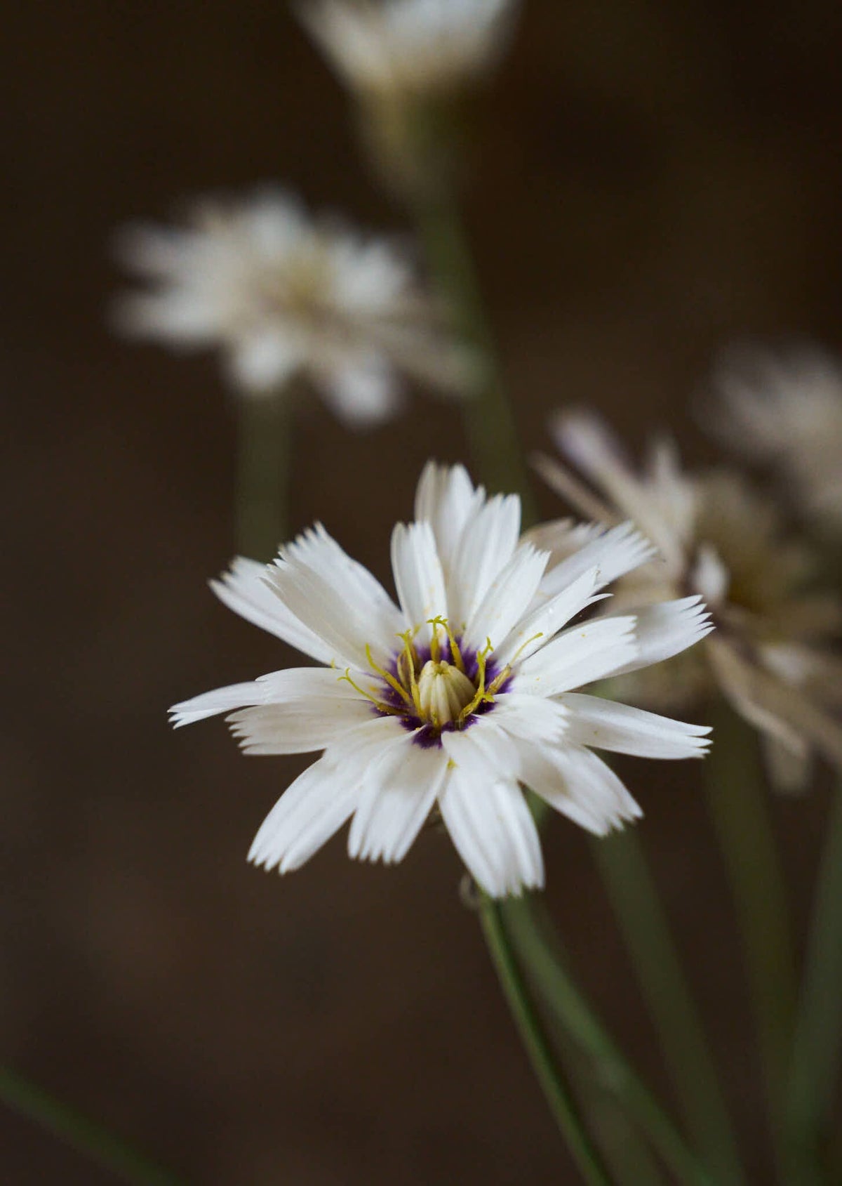 Rasleblomst 'Amor White' Seed 