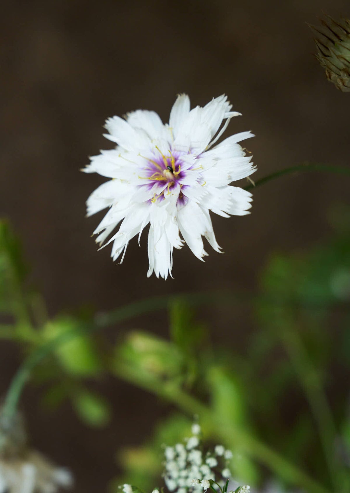 Rasleblomst 'Amor White' Seed 