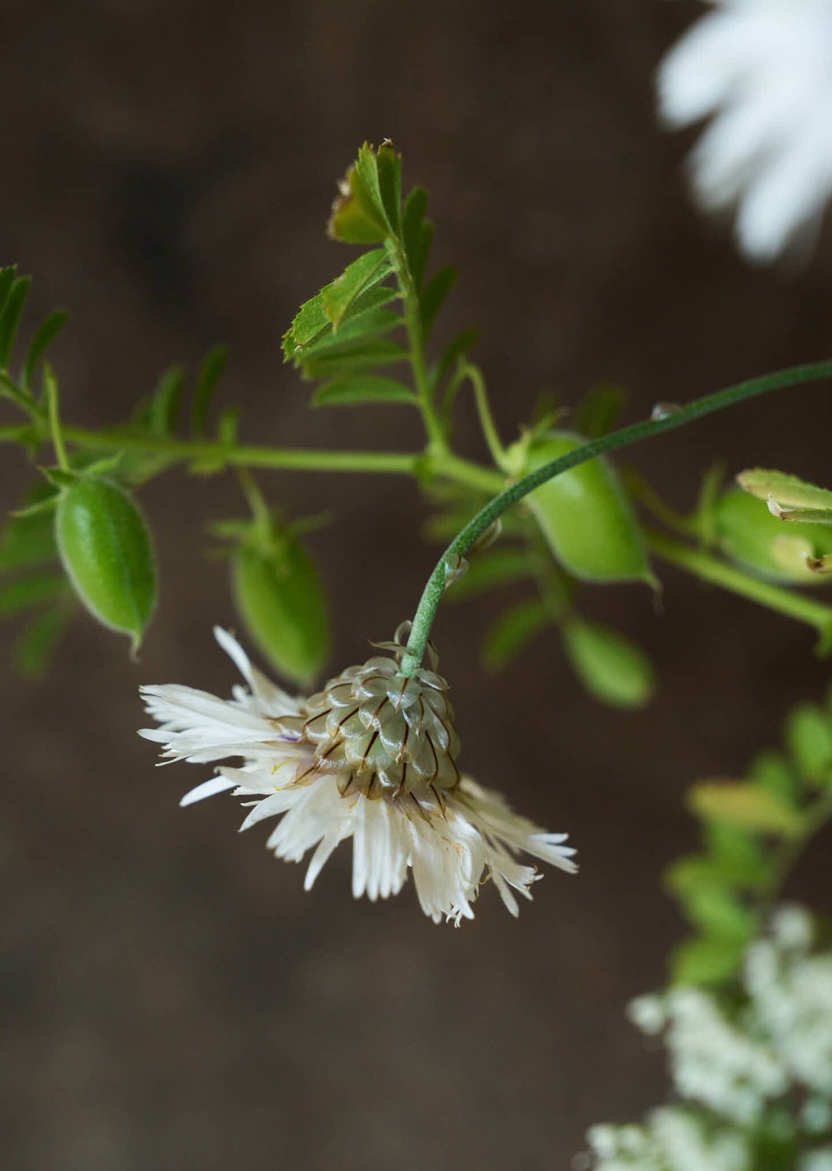 Rasleblomst 'Amor White' Seed 