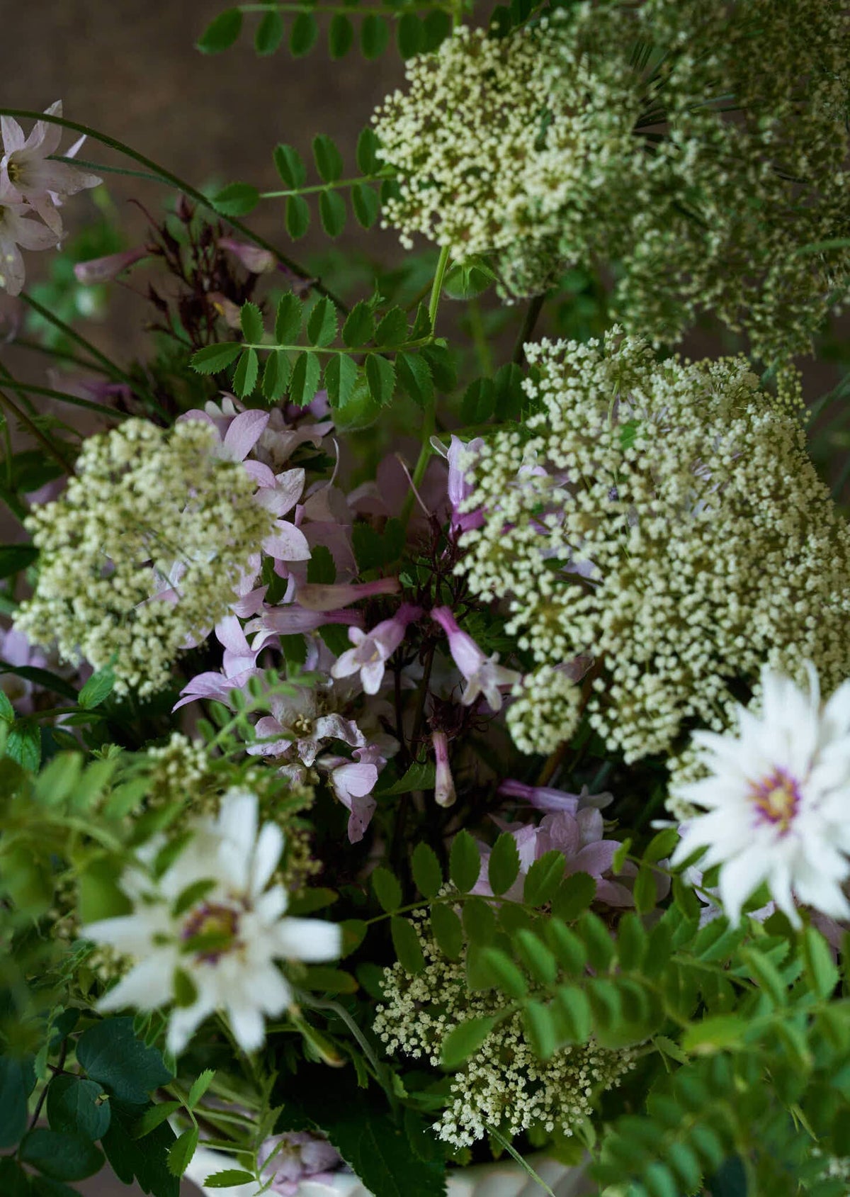 Rasleblomst 'Amor White' Seed 