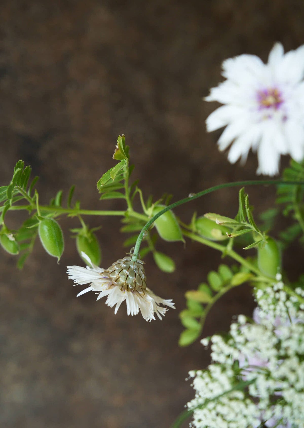 Rasleblomst 'Amor White' Seed 