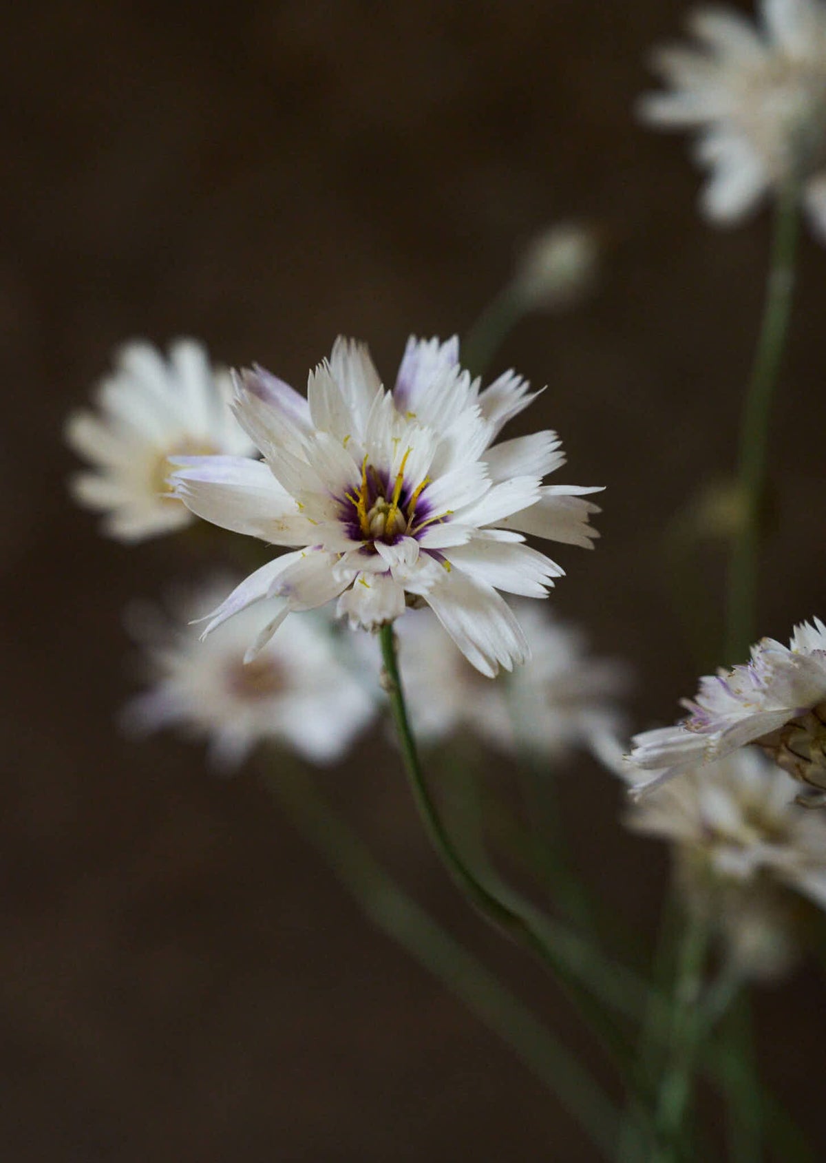Rasleblomst 'Amor White' Seed 