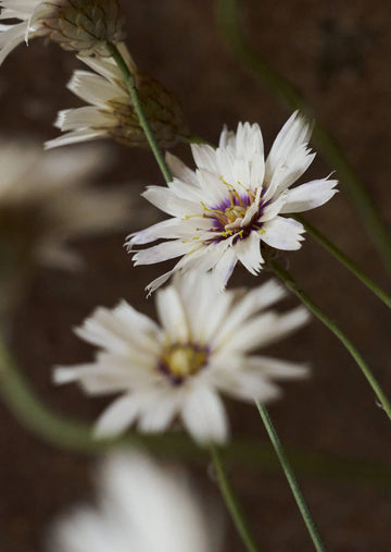 Rasleblomst 'Amor White' Seed 