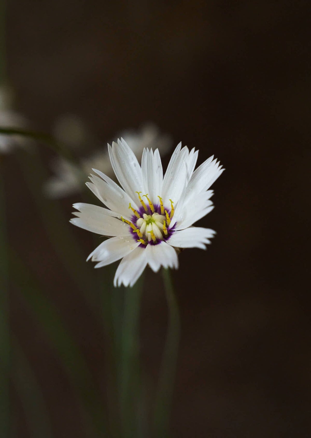 Rasleblomst 'Amor White' Seed 