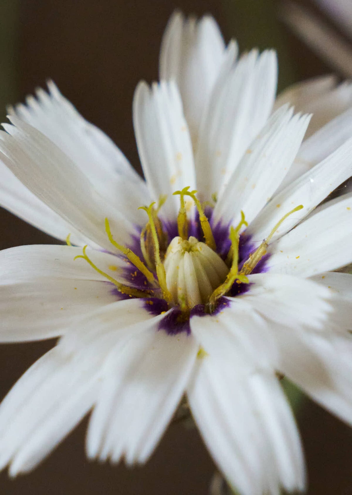 Rasleblomst 'Amor White' Seed 
