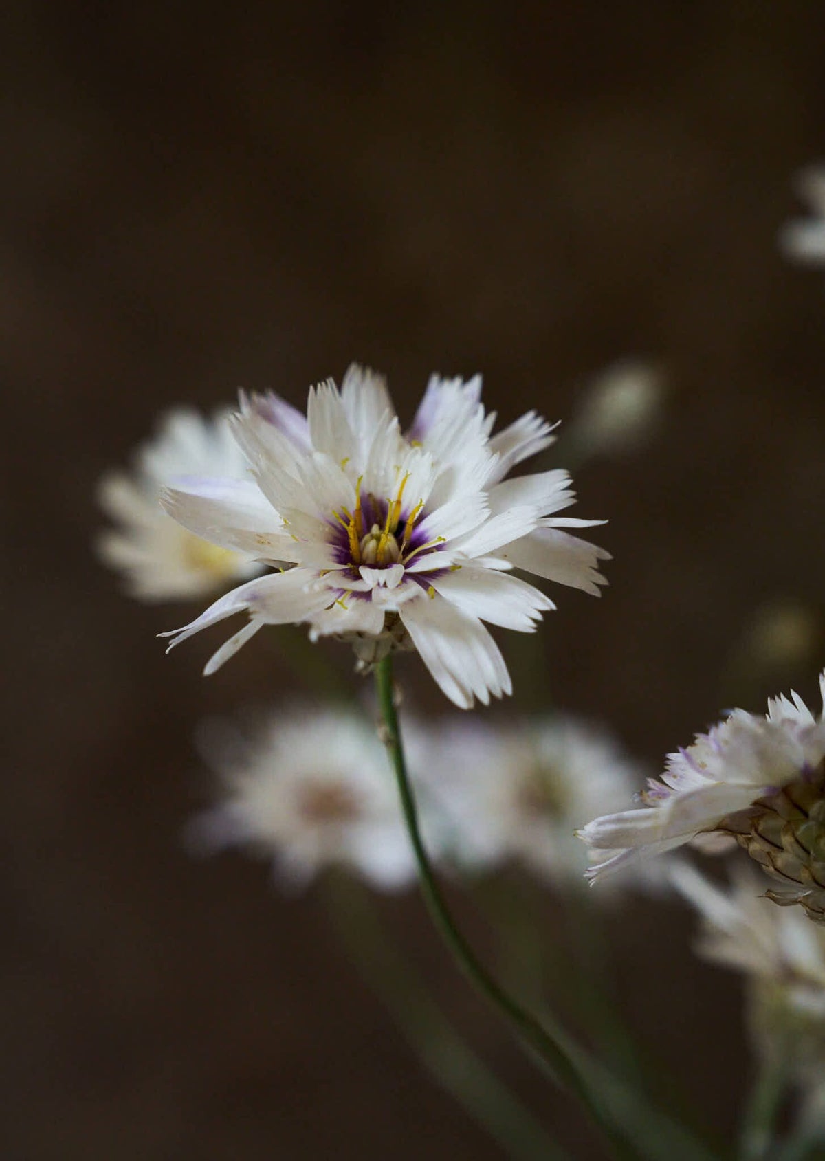 Rasleblomst 'Amor White' Seed 