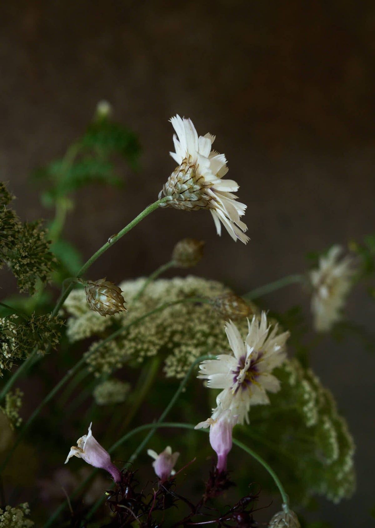 Rasleblomst 'Amor White' Seed 