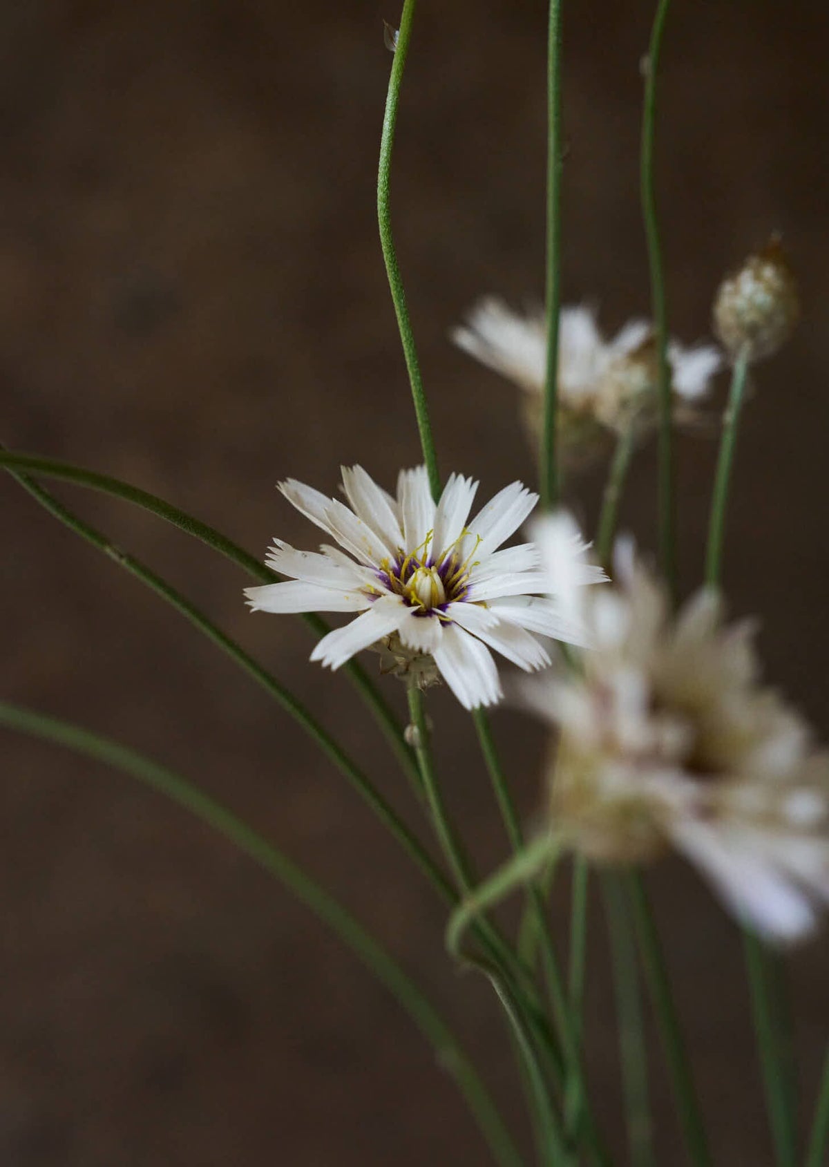 Rasleblomst 'Amor White' Seed 
