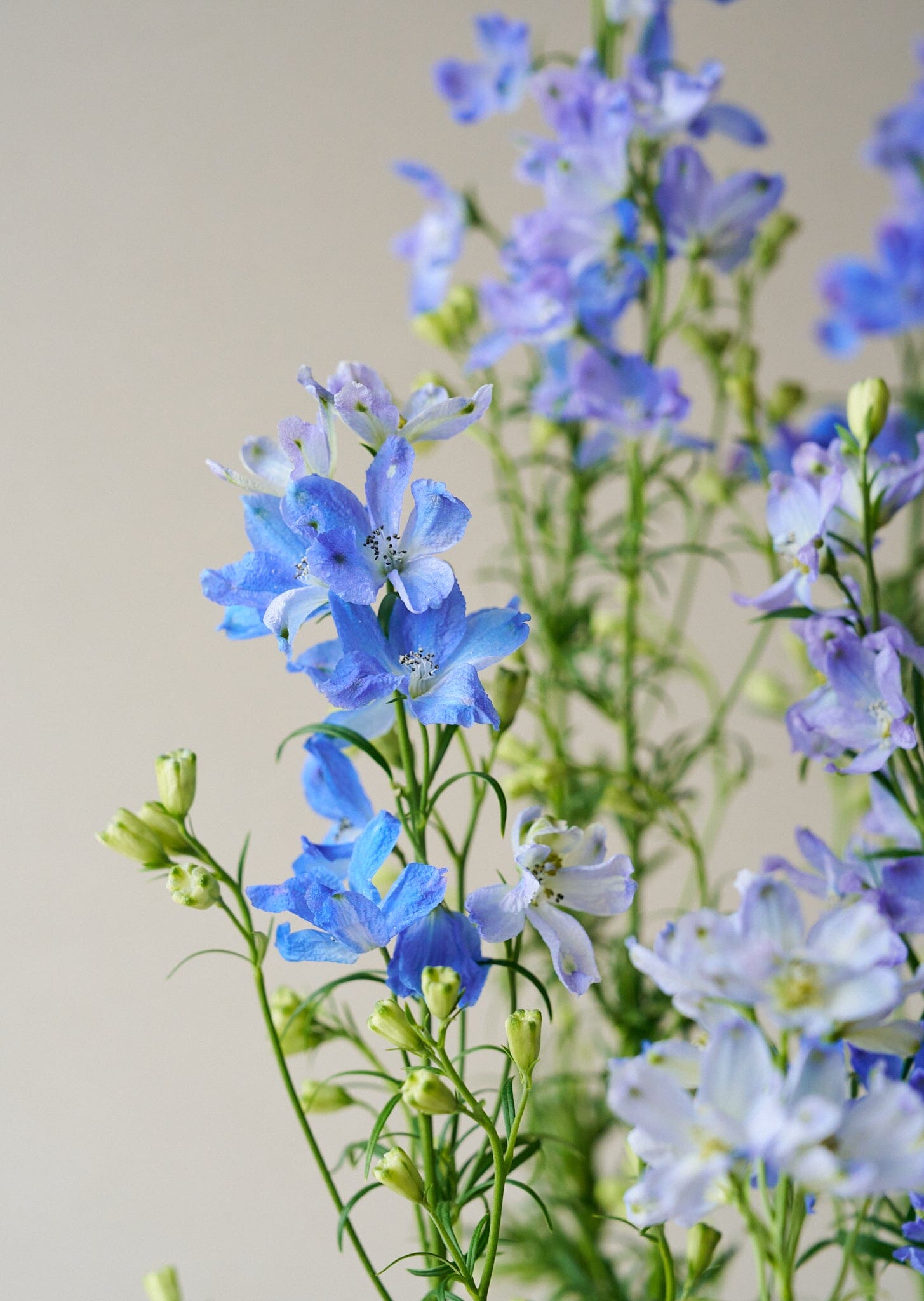Ridderspore 'Belladonna Blues' Seed 