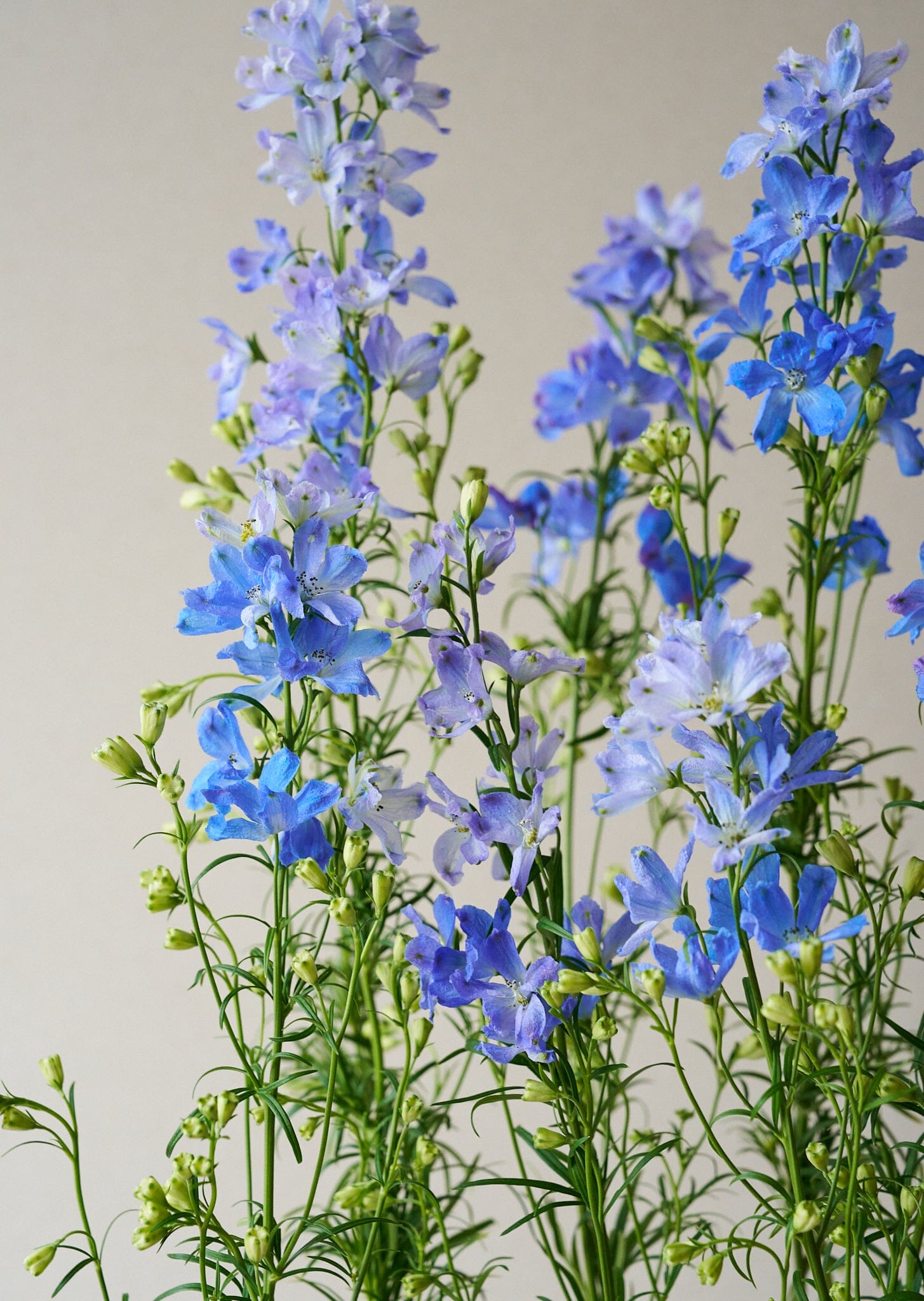 Ridderspore 'Belladonna Blues' Seed 