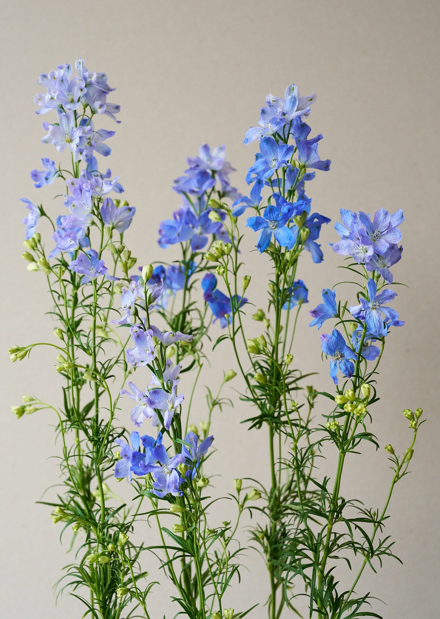 Ridderspore 'Belladonna Blues' Seed 