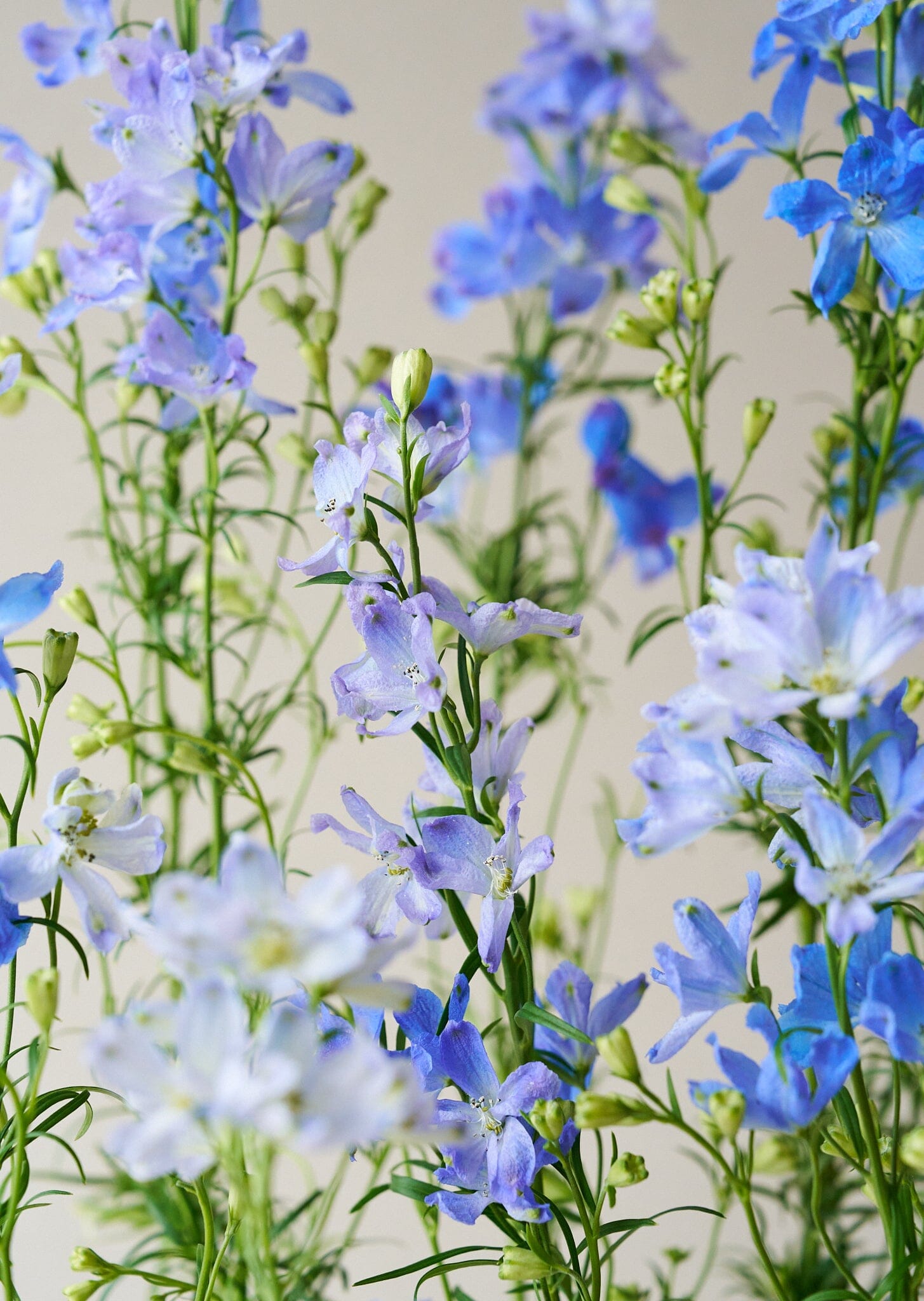 Ridderspore 'Belladonna Blues' Seed 