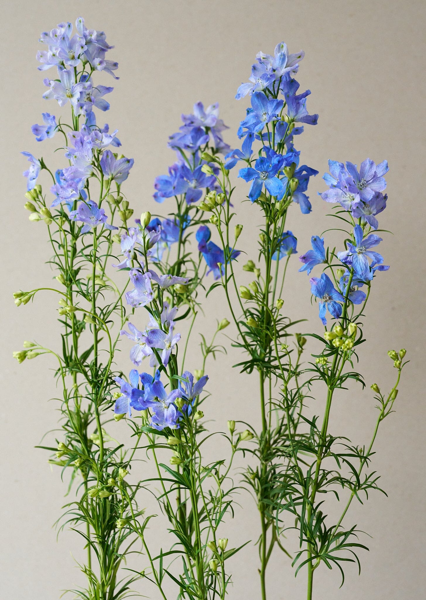 Ridderspore 'Belladonna Blues' Seed 