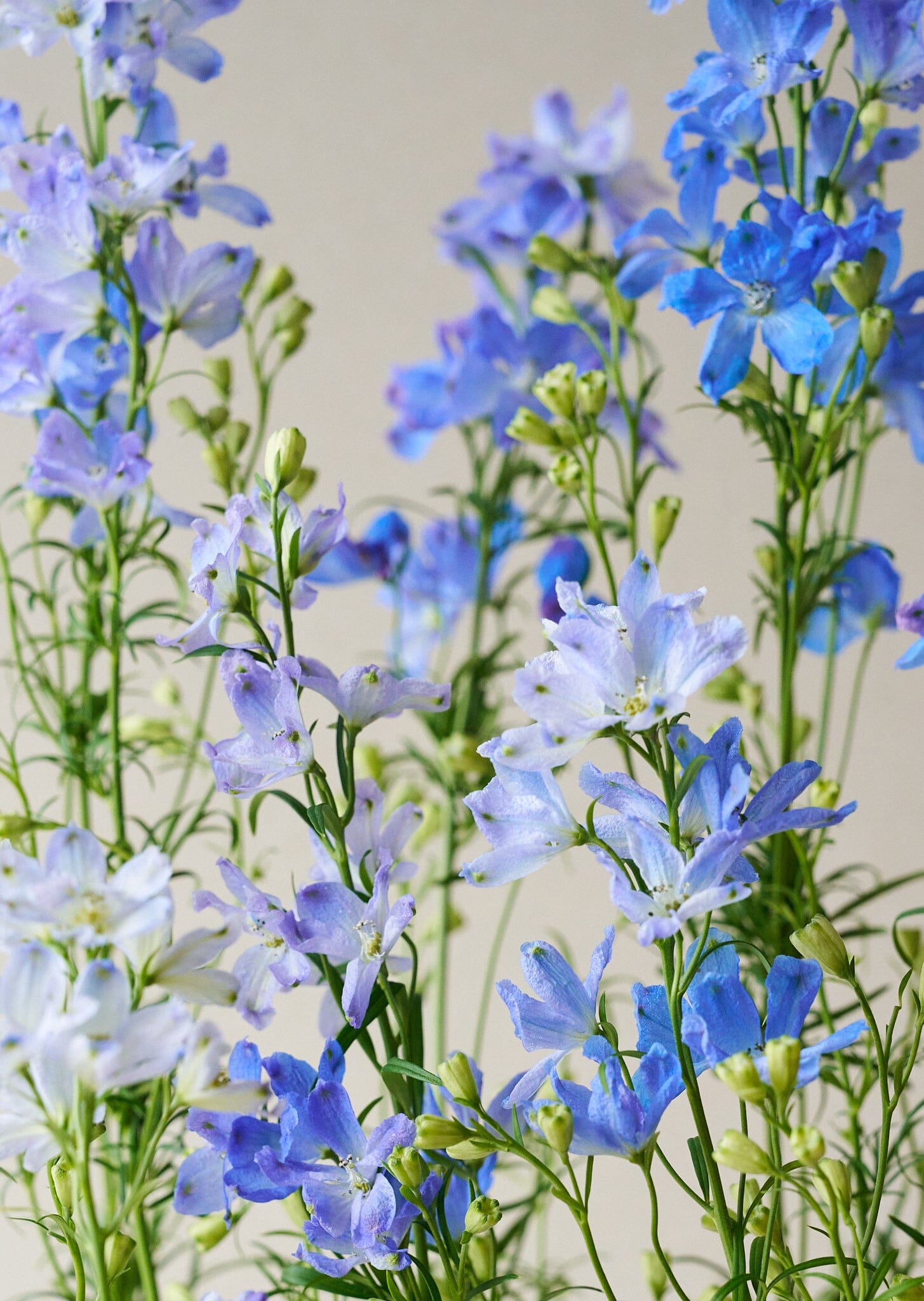 Ridderspore 'Belladonna Blues' Seed 