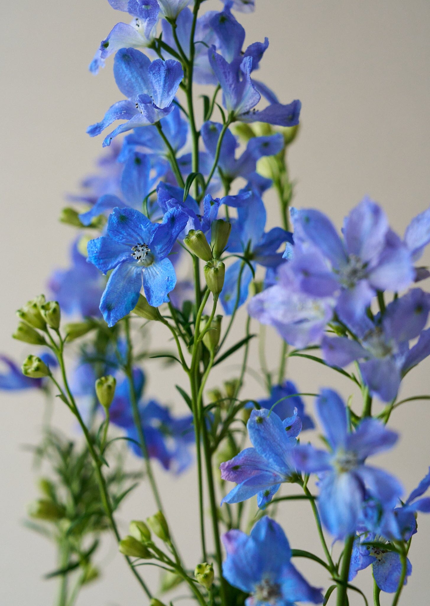 Ridderspore 'Belladonna Blues' Seed 