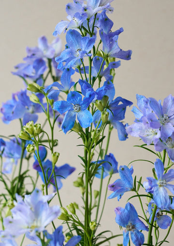 Ridderspore 'Belladonna Blues' Seed 