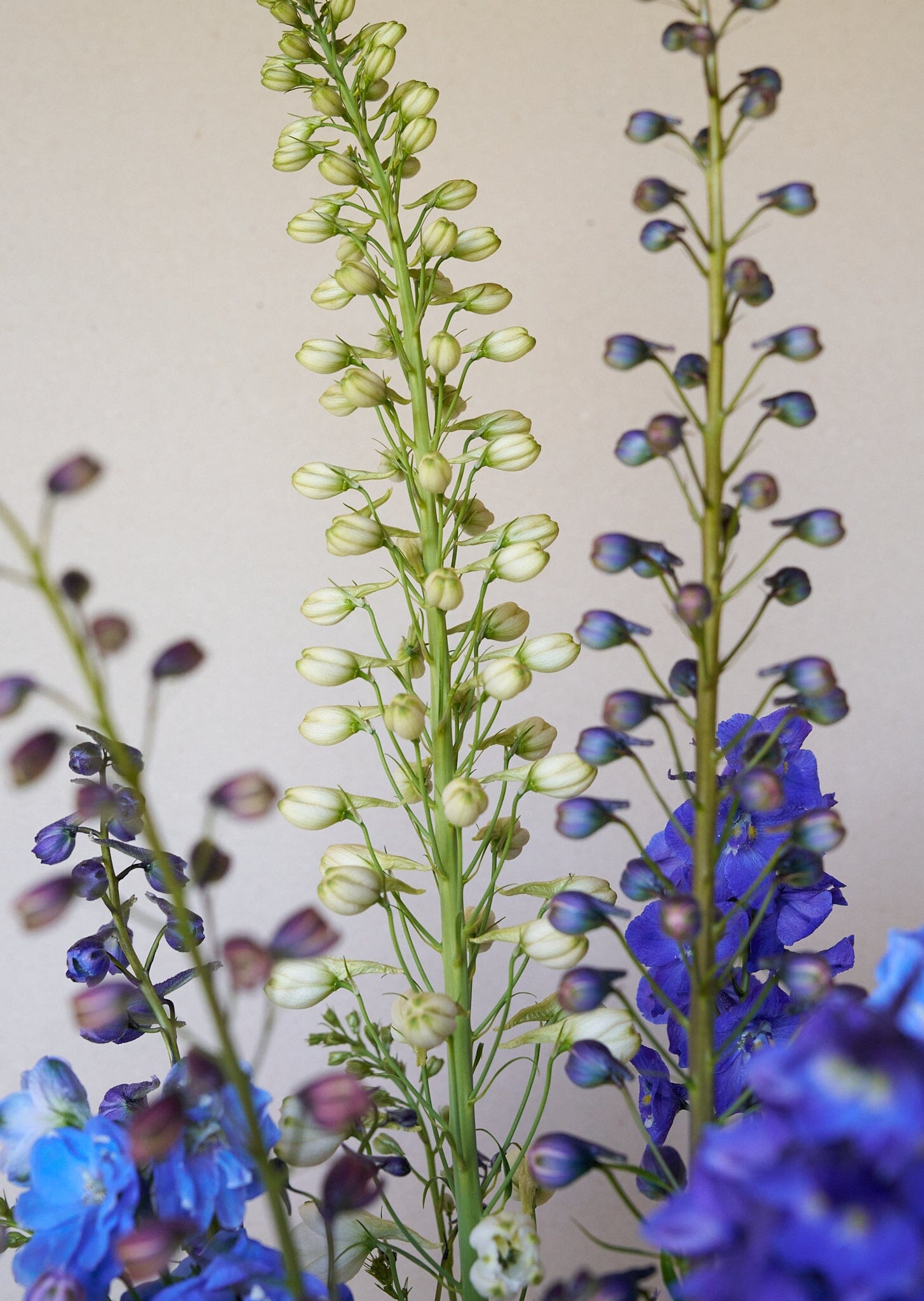 Ridderspore 'Pacific Giants Mix' Seed 