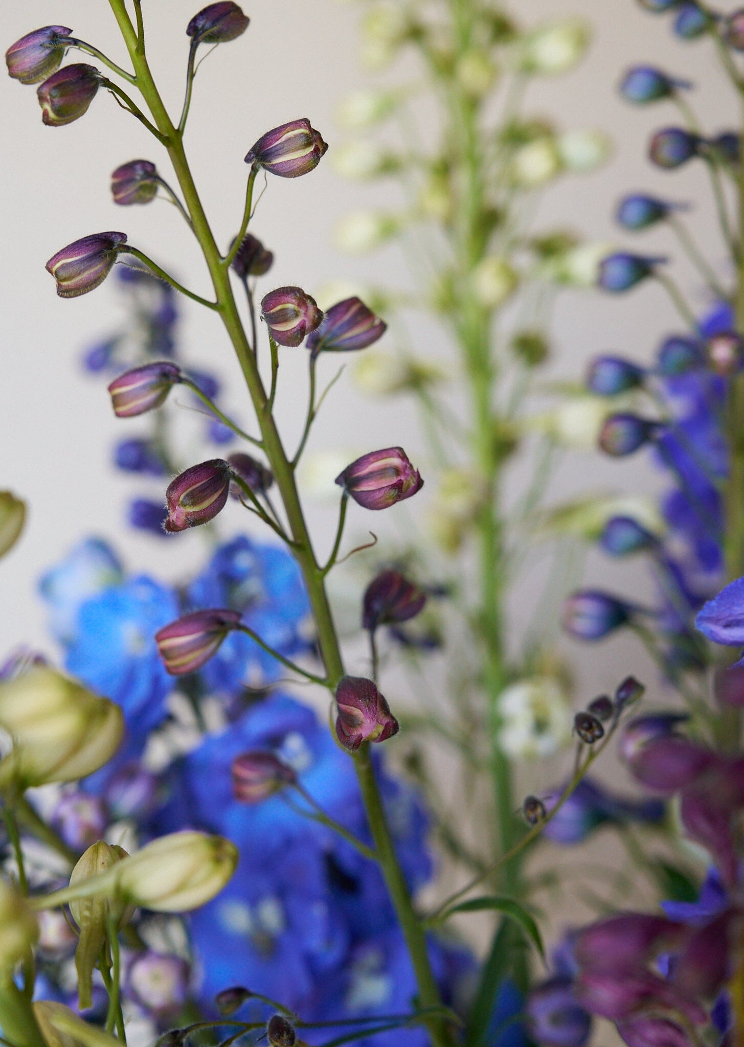 Ridderspore 'Pacific Giants Mix' Seed 