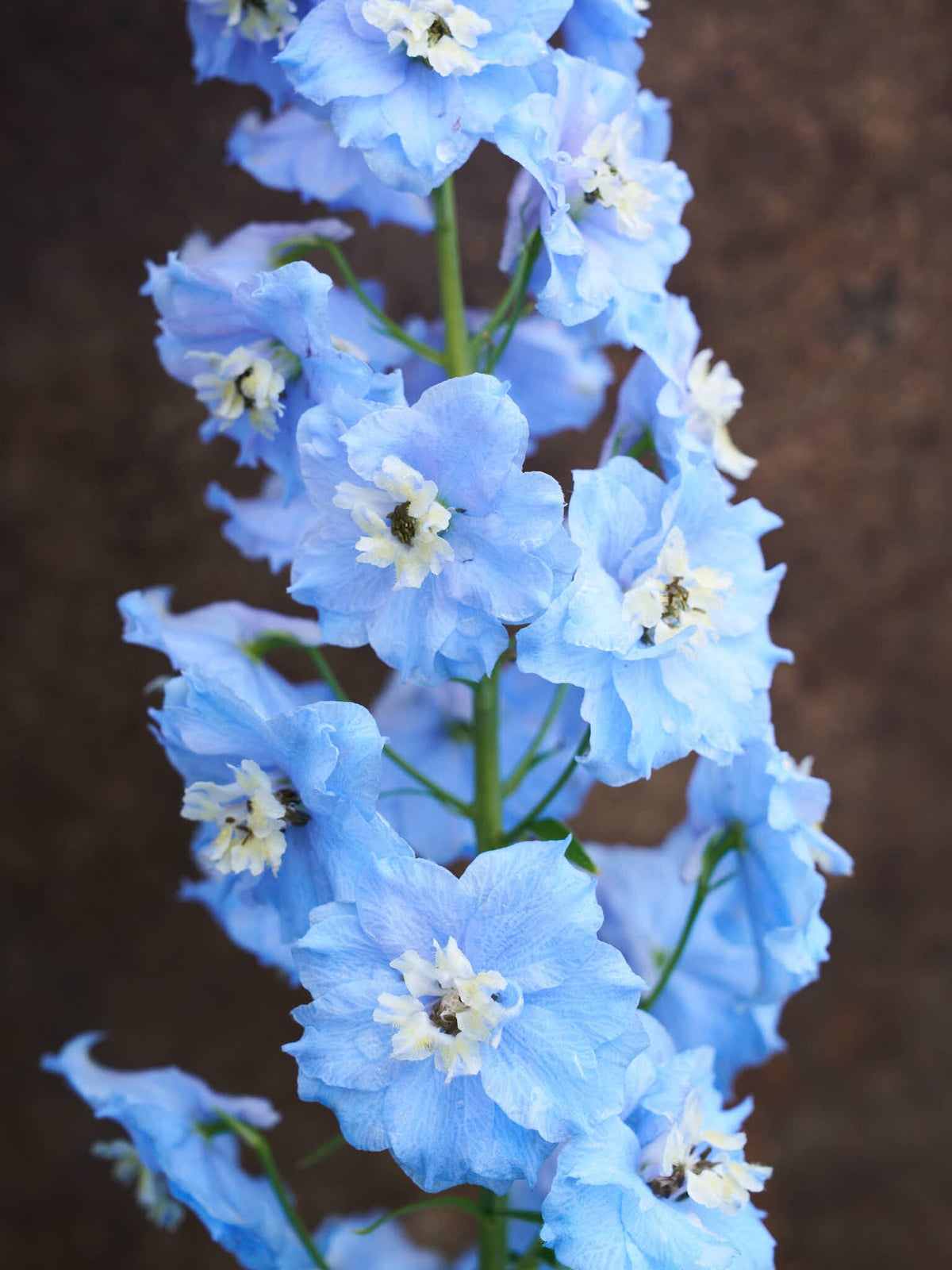 Ridderspore 'Pacific Summer Skies' Seed 