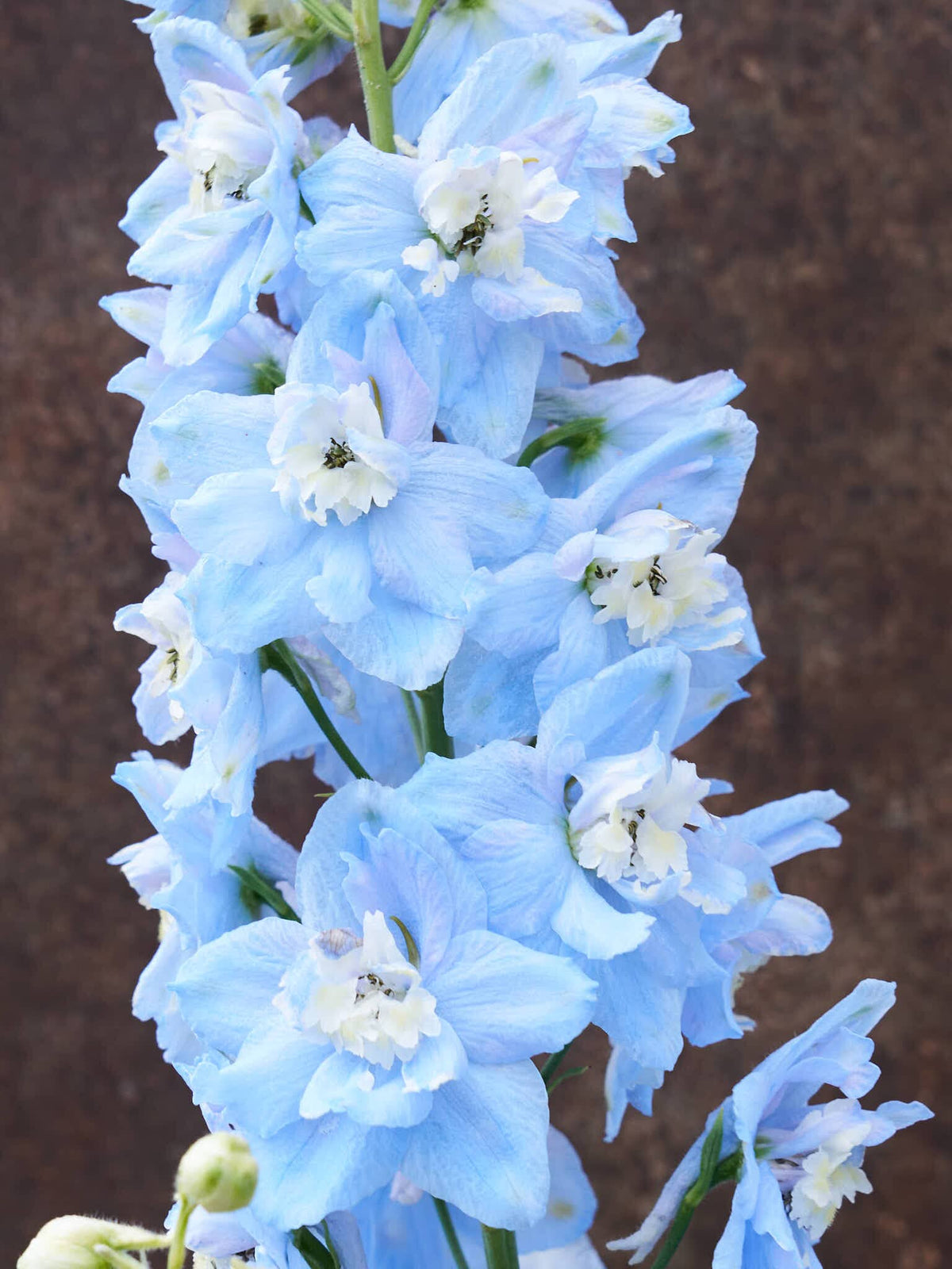 Ridderspore 'Pacific Summer Skies' Seed 