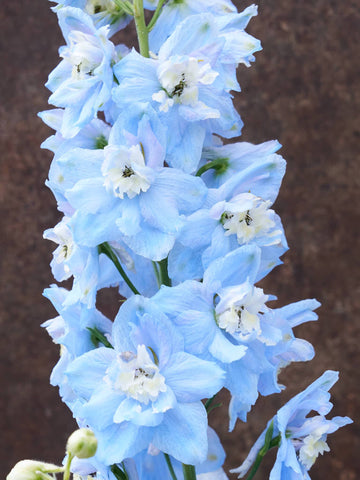 Ridderspore 'Pacific Summer Skies' Seed 