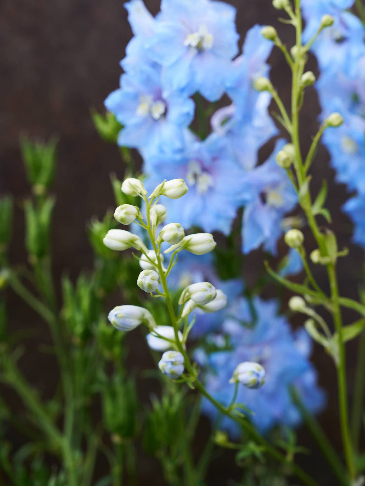 Ridderspore 'Pacific Summer Skies' Seed 