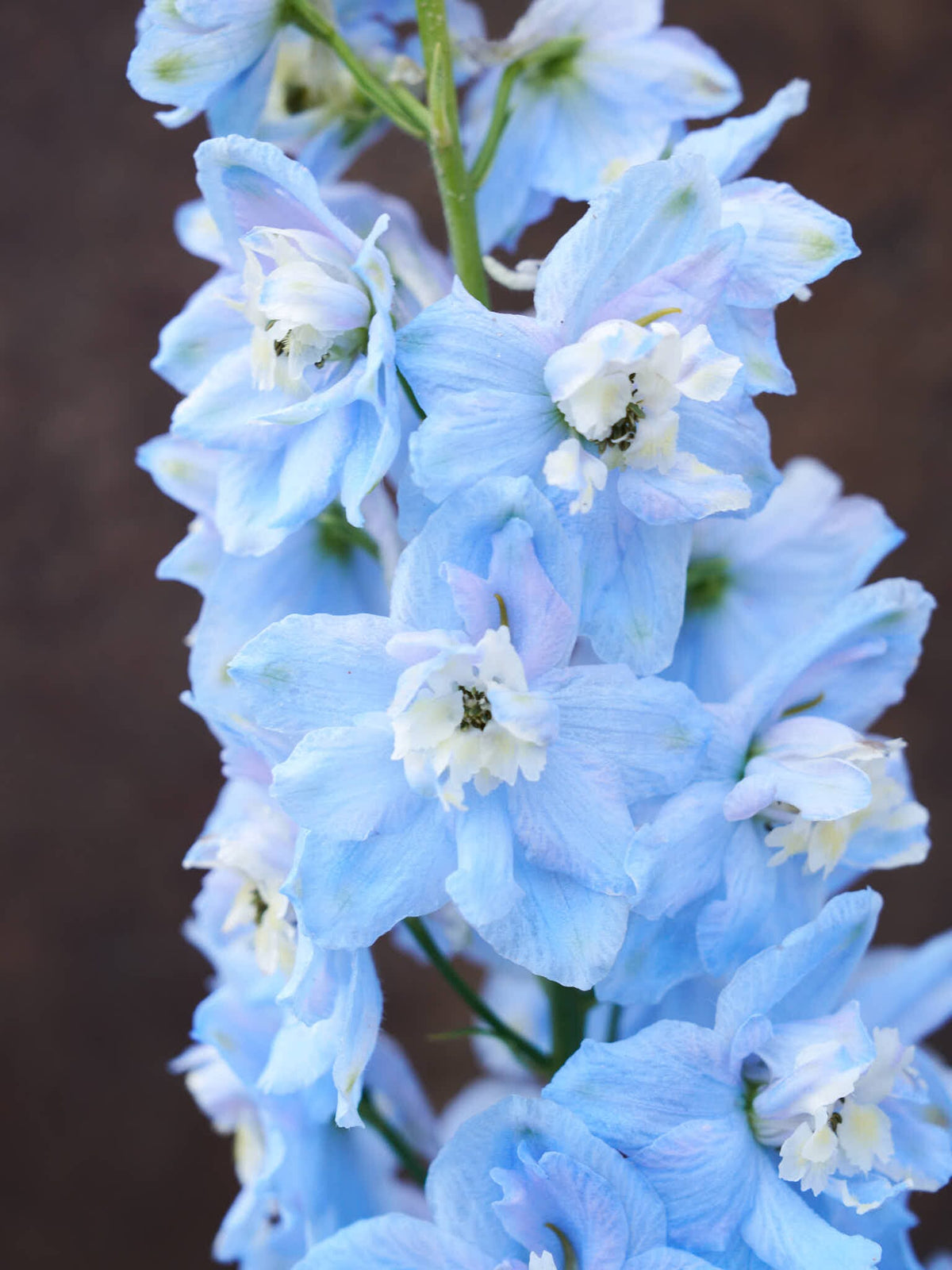 Ridderspore 'Pacific Summer Skies' Seed 