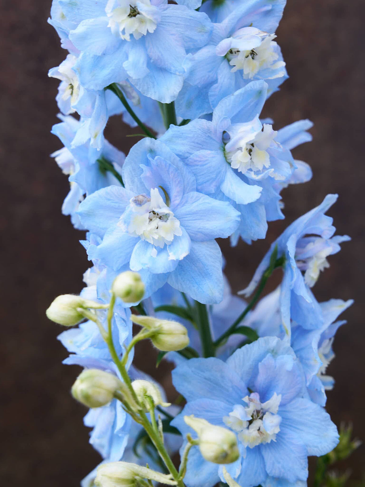Ridderspore 'Pacific Summer Skies' Seed 