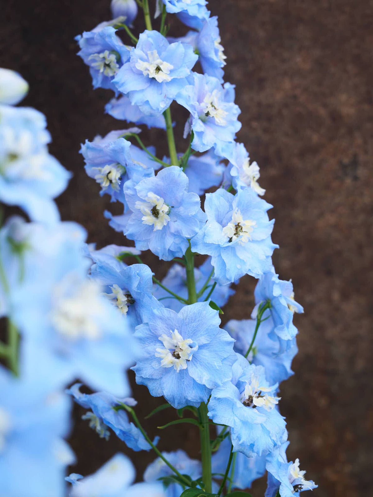 Ridderspore 'Pacific Summer Skies' Seed 
